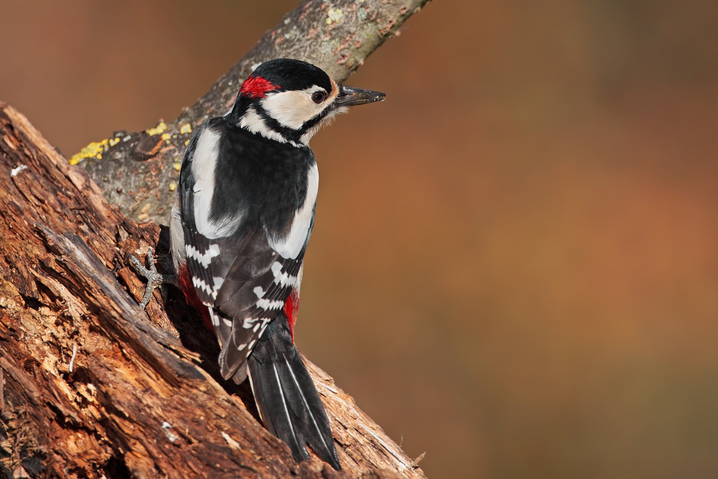 Picchio rosso maggiore