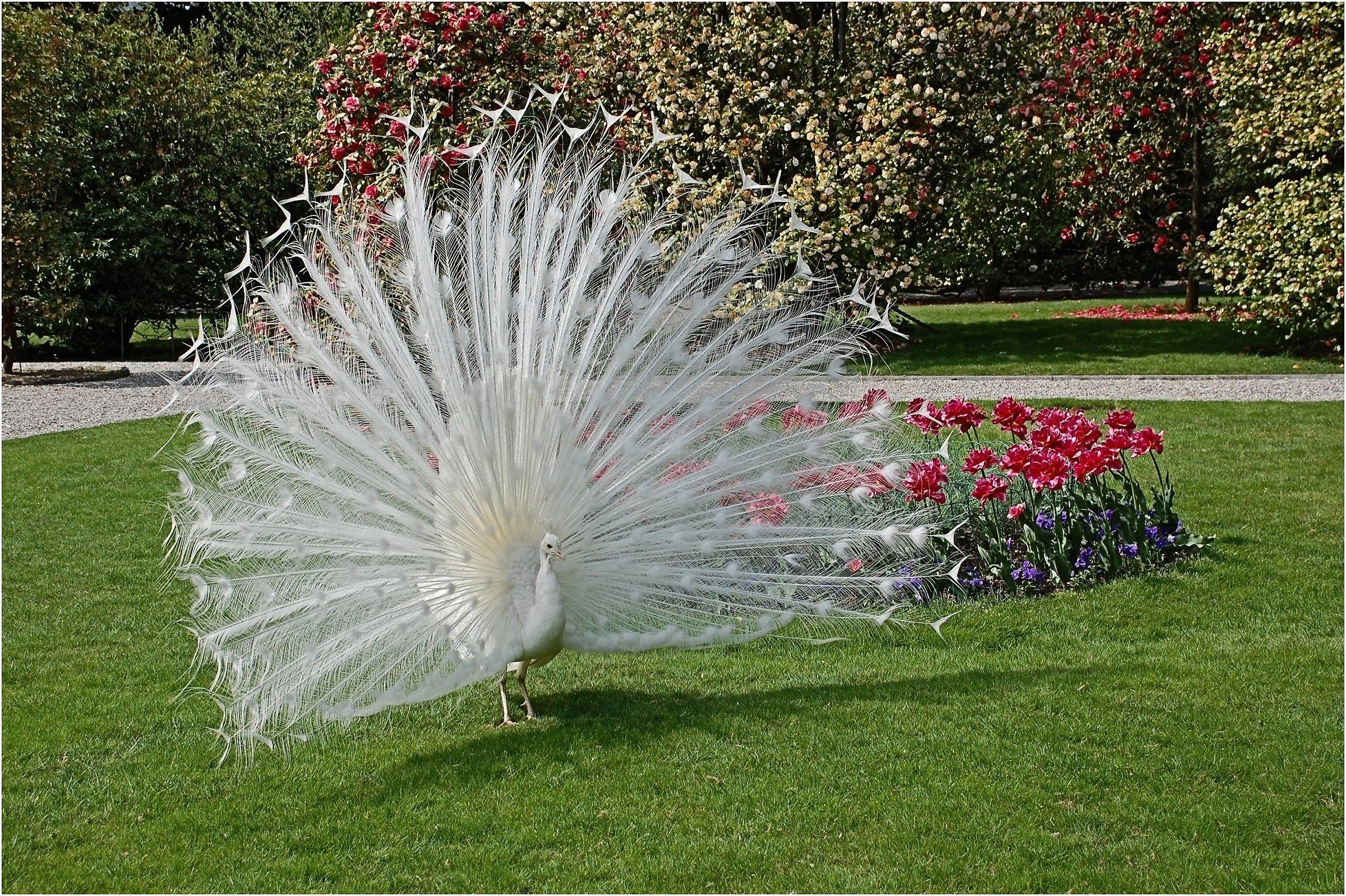 Il " Principe " dell'Isola , vanitoso pi&ugrav...