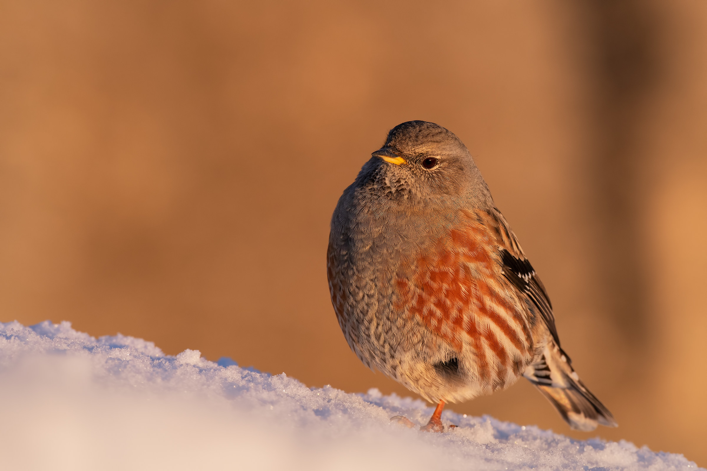 Da grande sarò un fenicottero