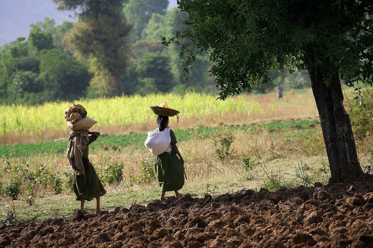 campi sul Nilo azzurro - Etiopia