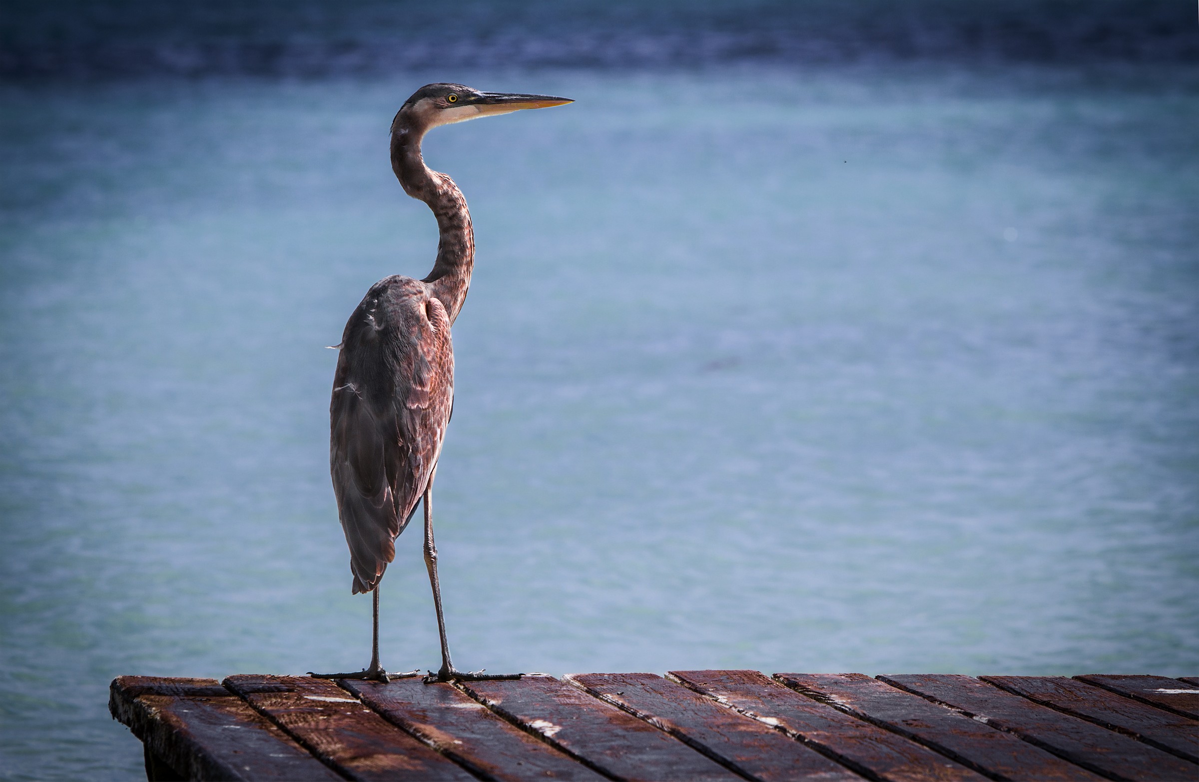 Airone Rosso esemplare giovane