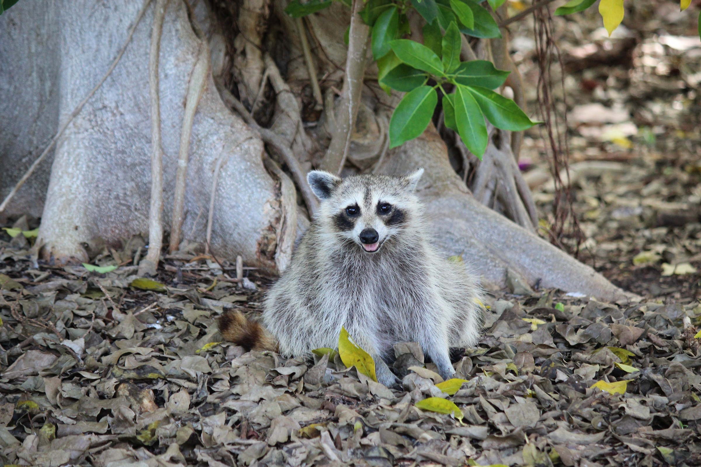 procione- il bandito di Bill Baggs Cape