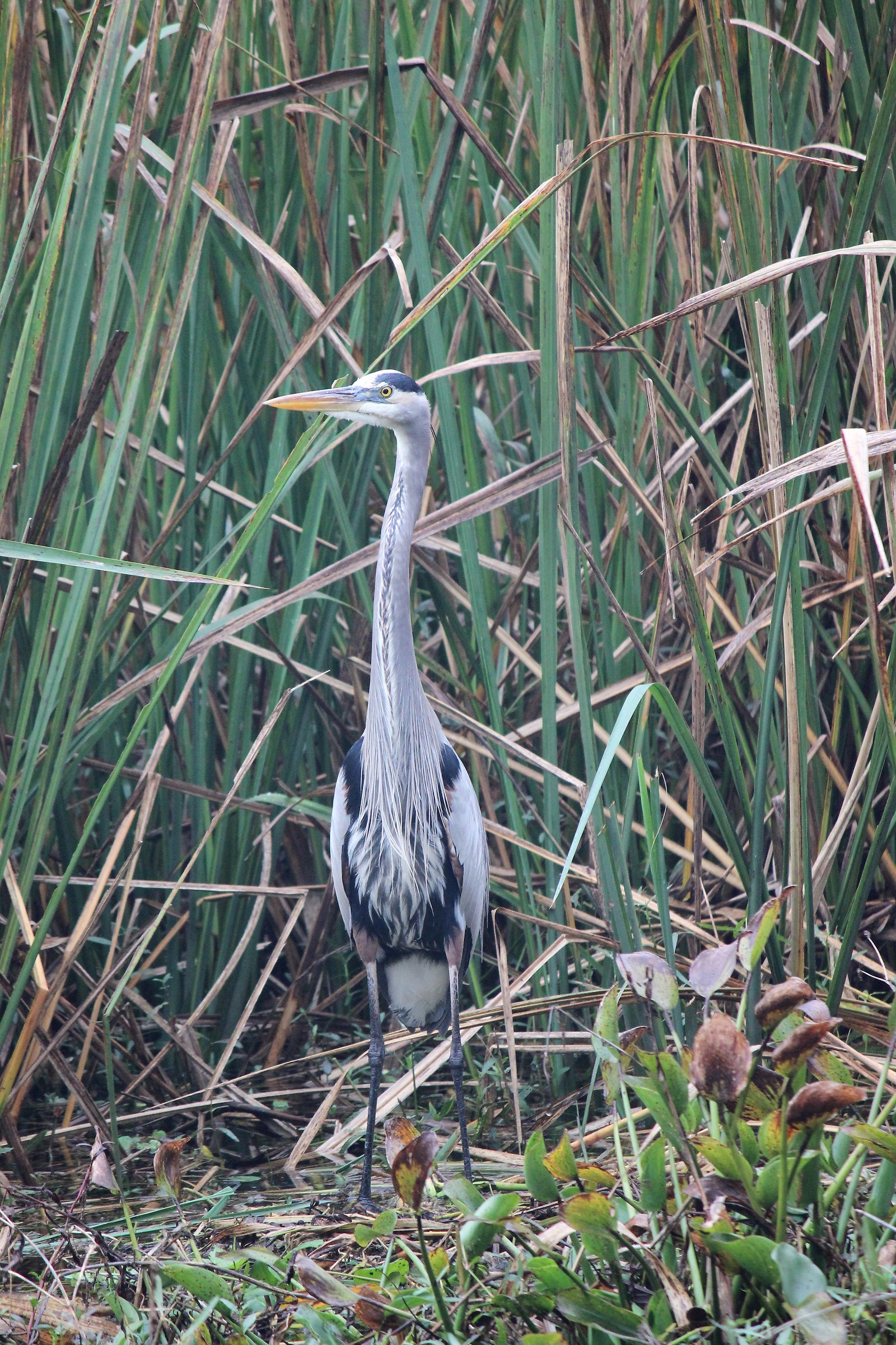 Great Blue Heron