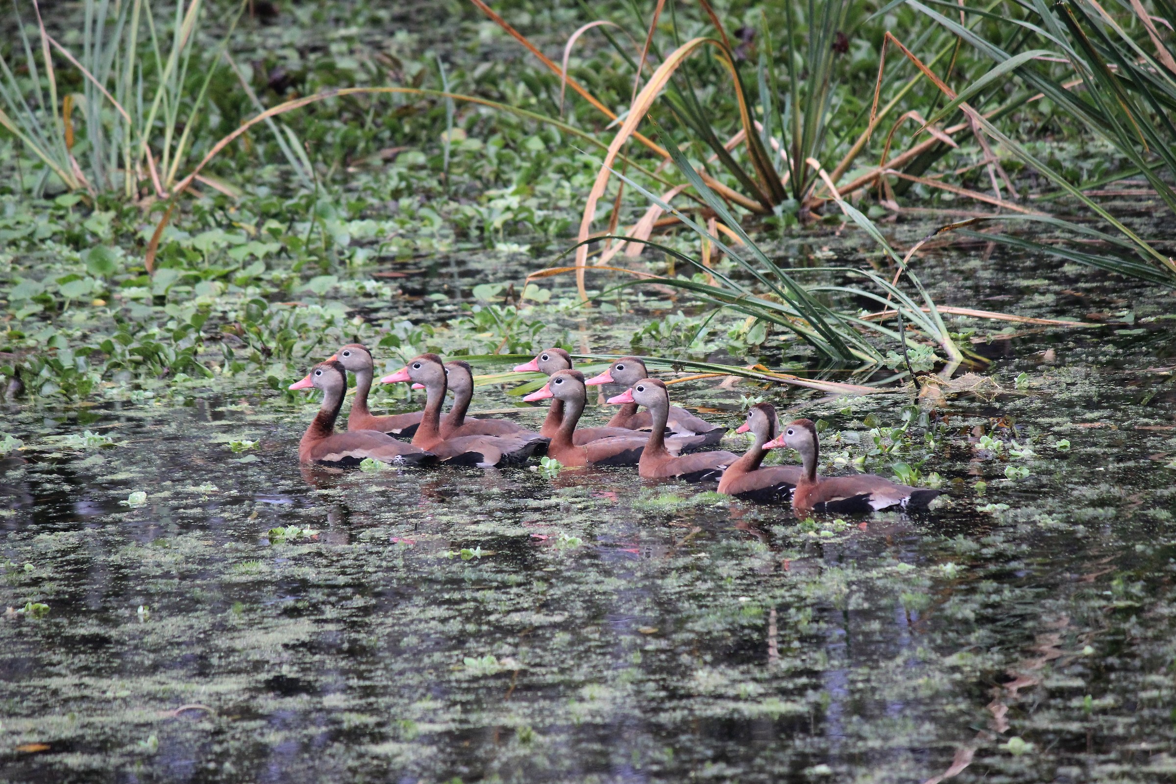 Dendrocygna autumnalis