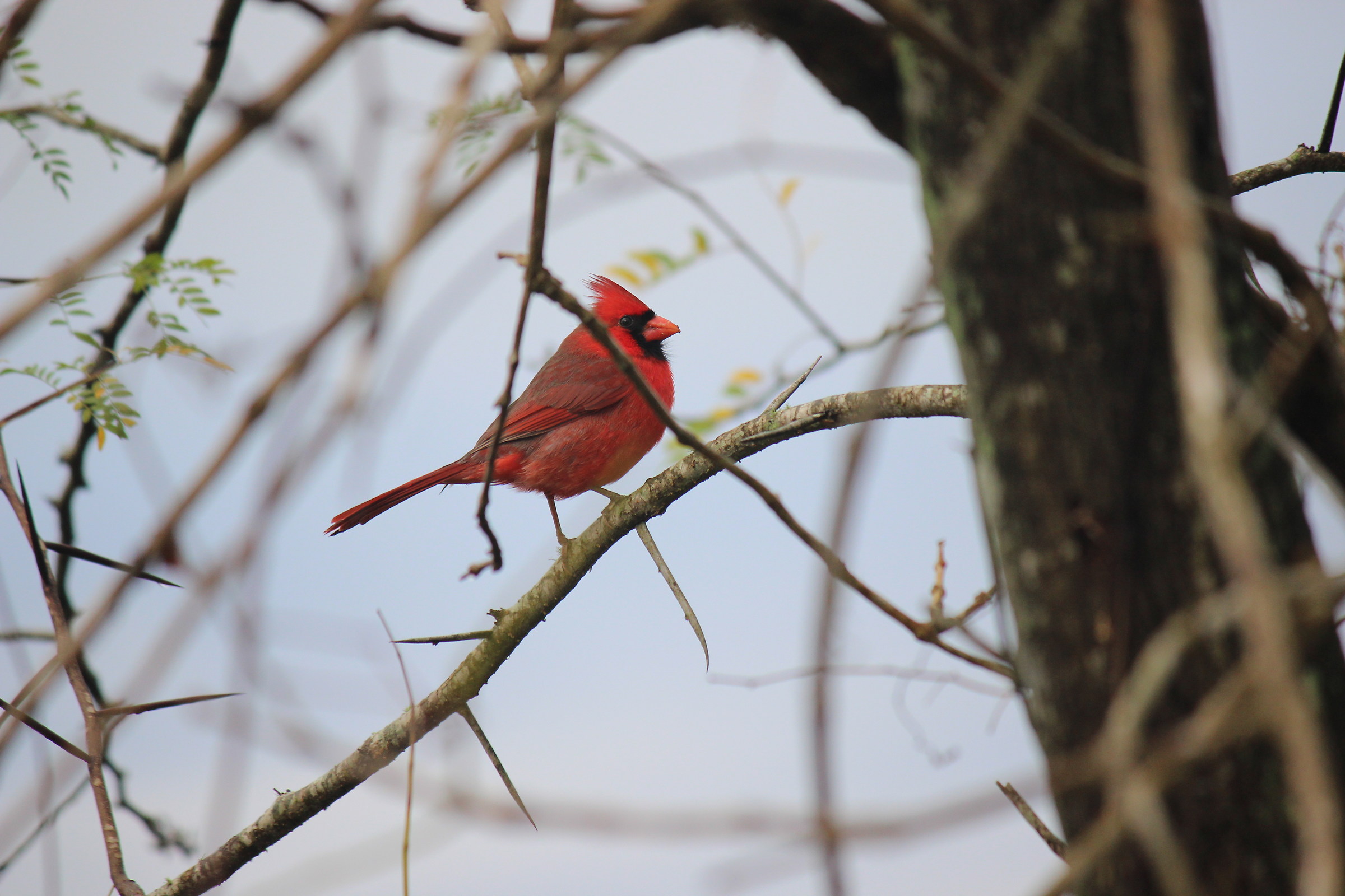 Northern Cardinal