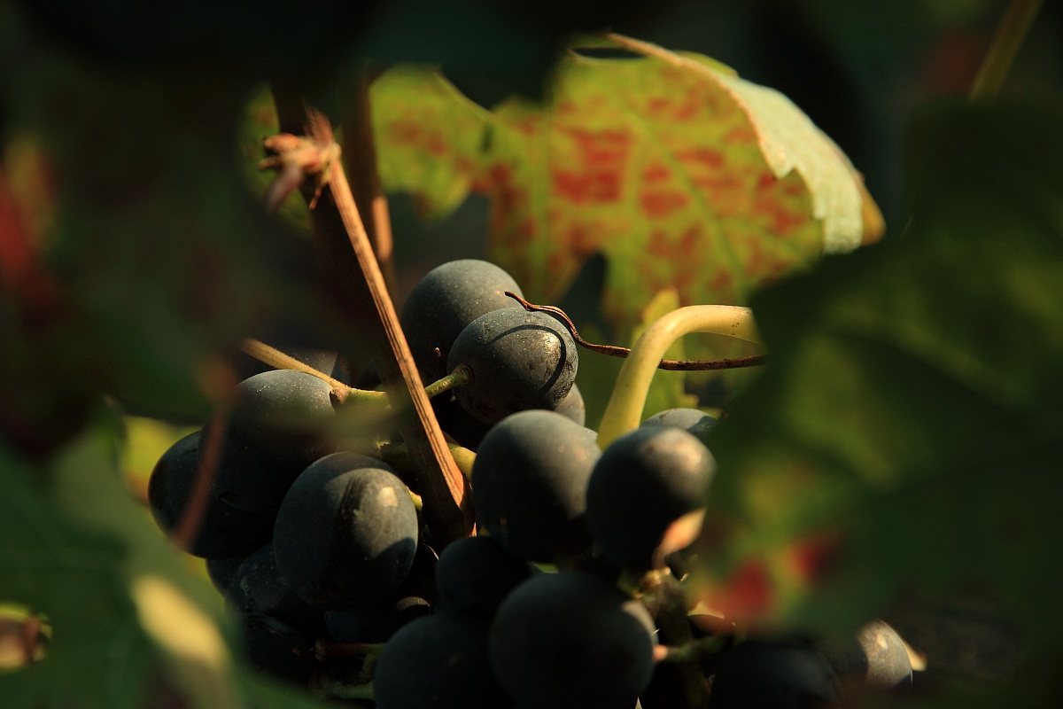 In attesa della vendemmia
