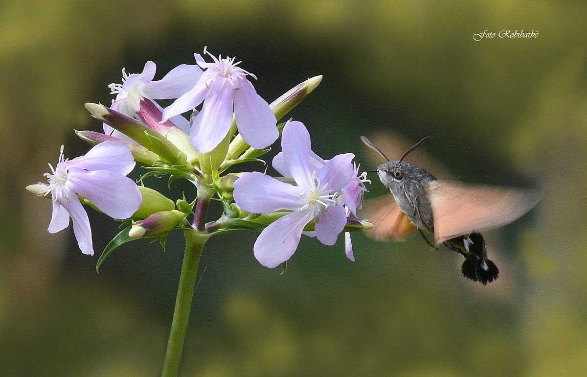 Il nostro Colibrì...
