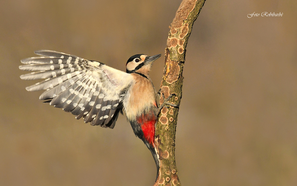 Picchio rosso maggiore...