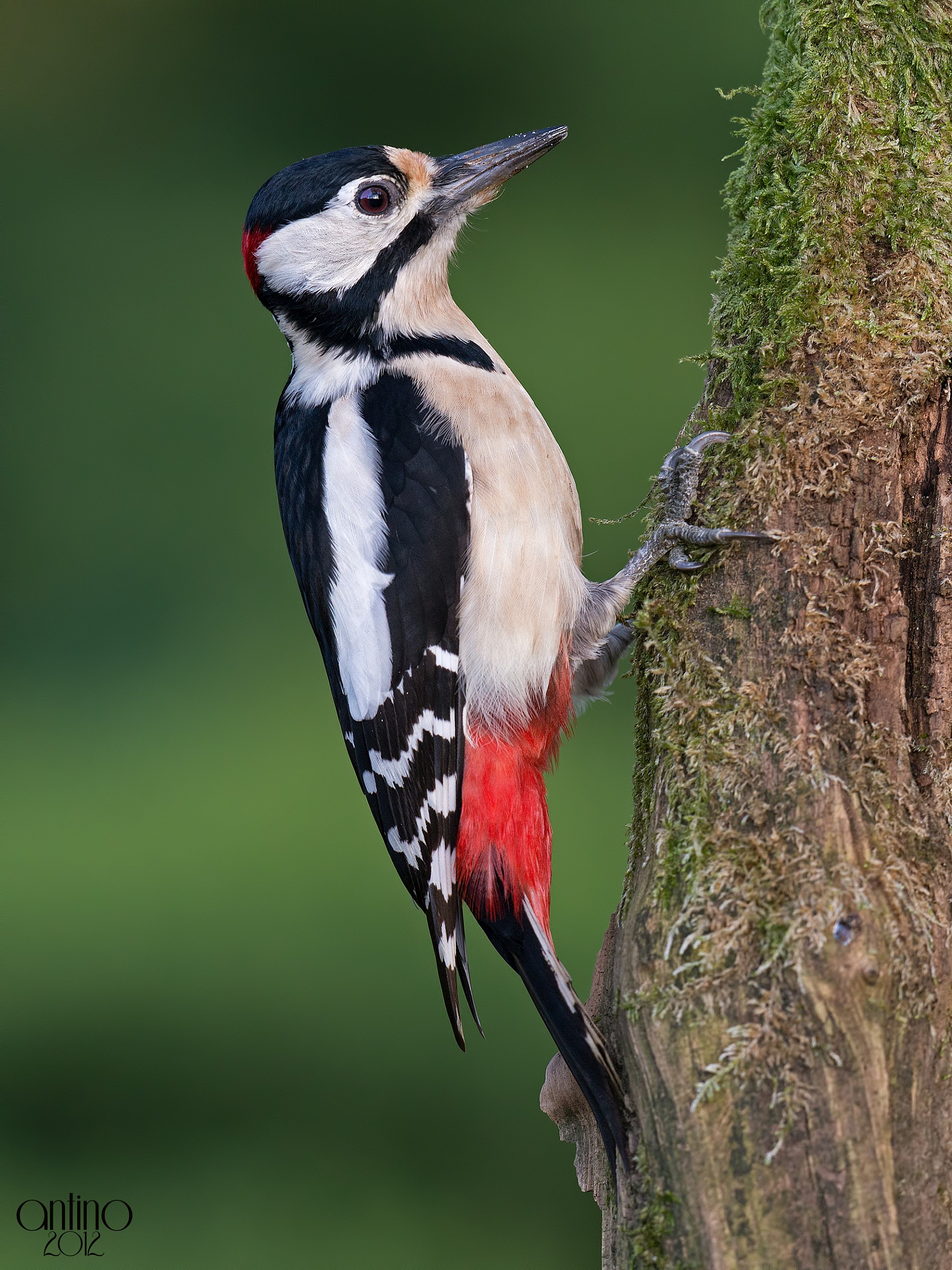 Picchio rosso maggiore 5