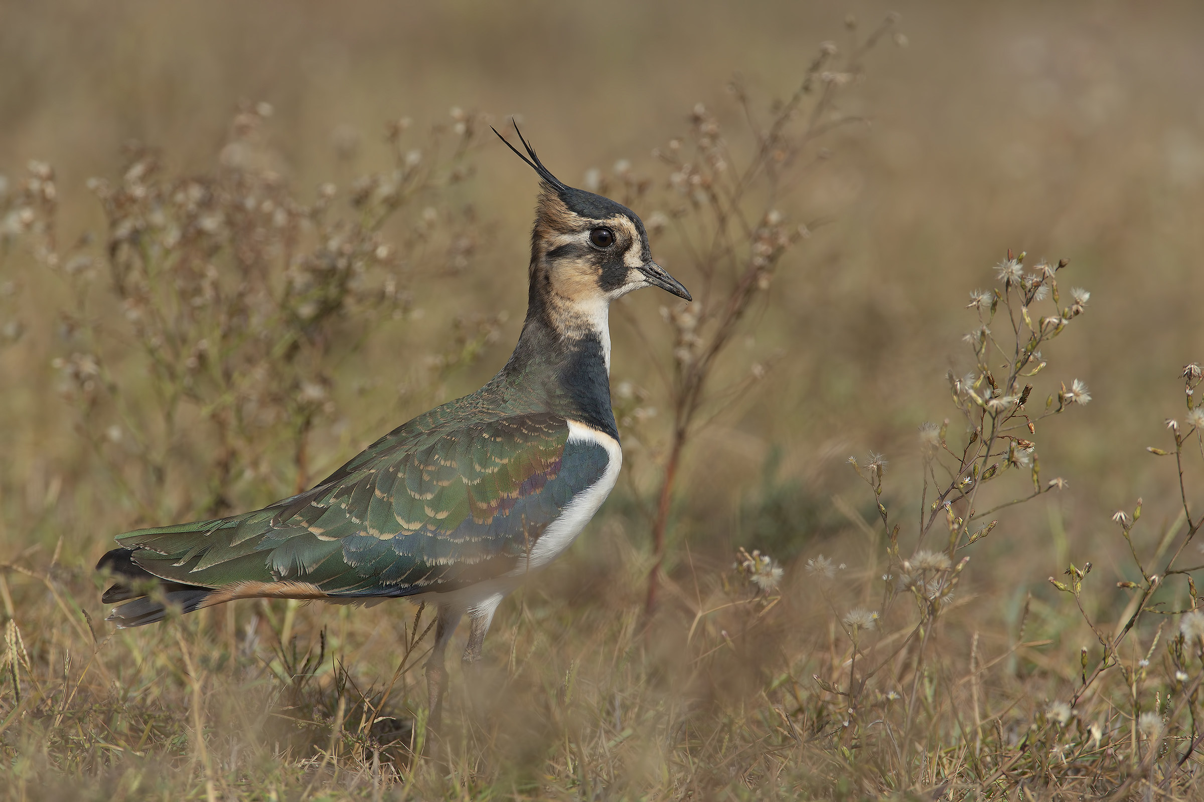 pavoncella (vanellus vanellus)