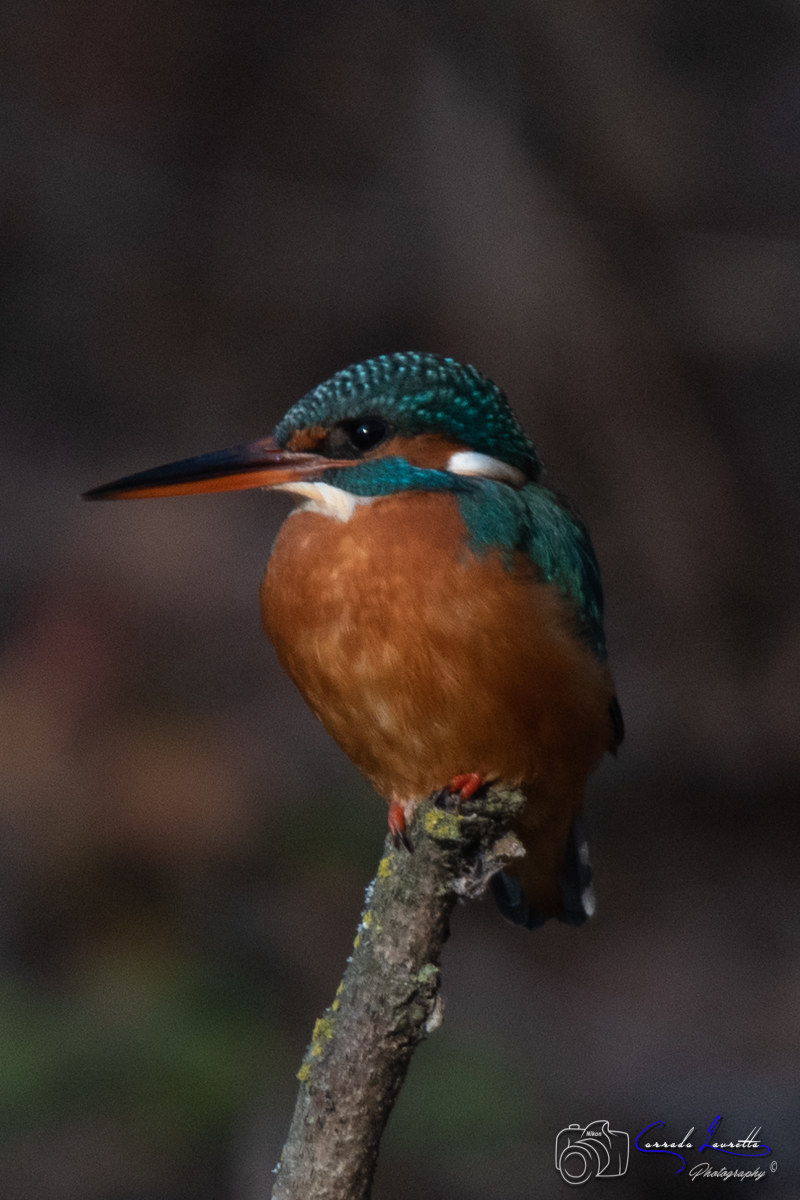Kingfisher