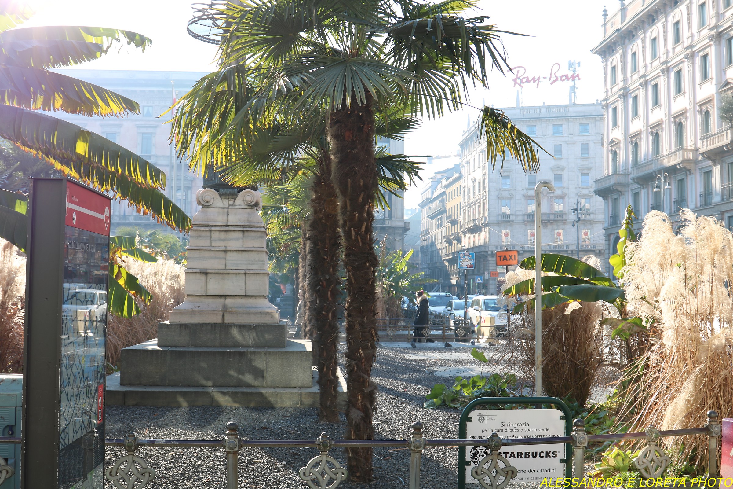 The palms disputed in Piazza Duomo