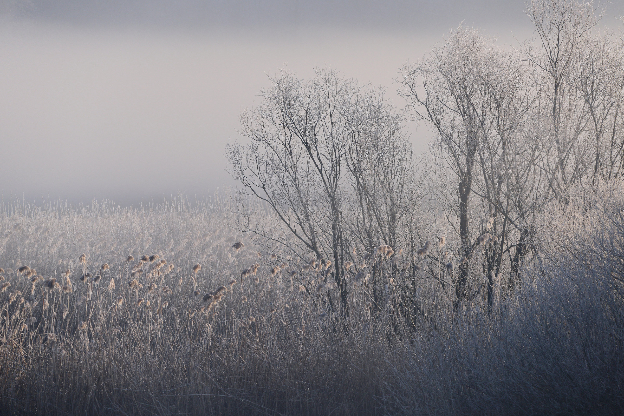 l'alba sull'Adda tra galaverna e nebbie