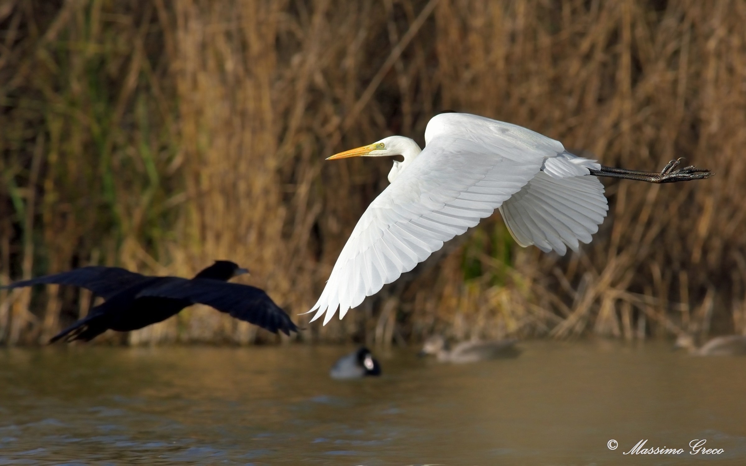 Greater White Heron