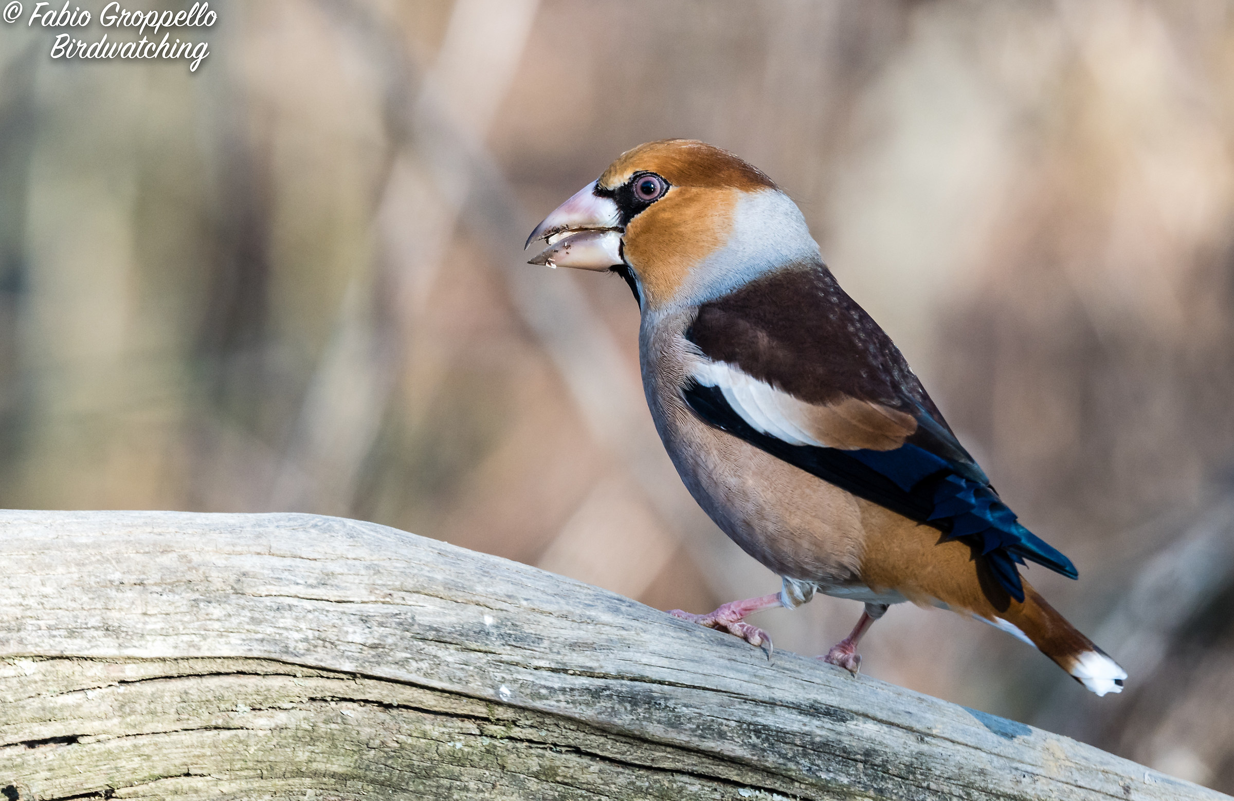 Hawfinch