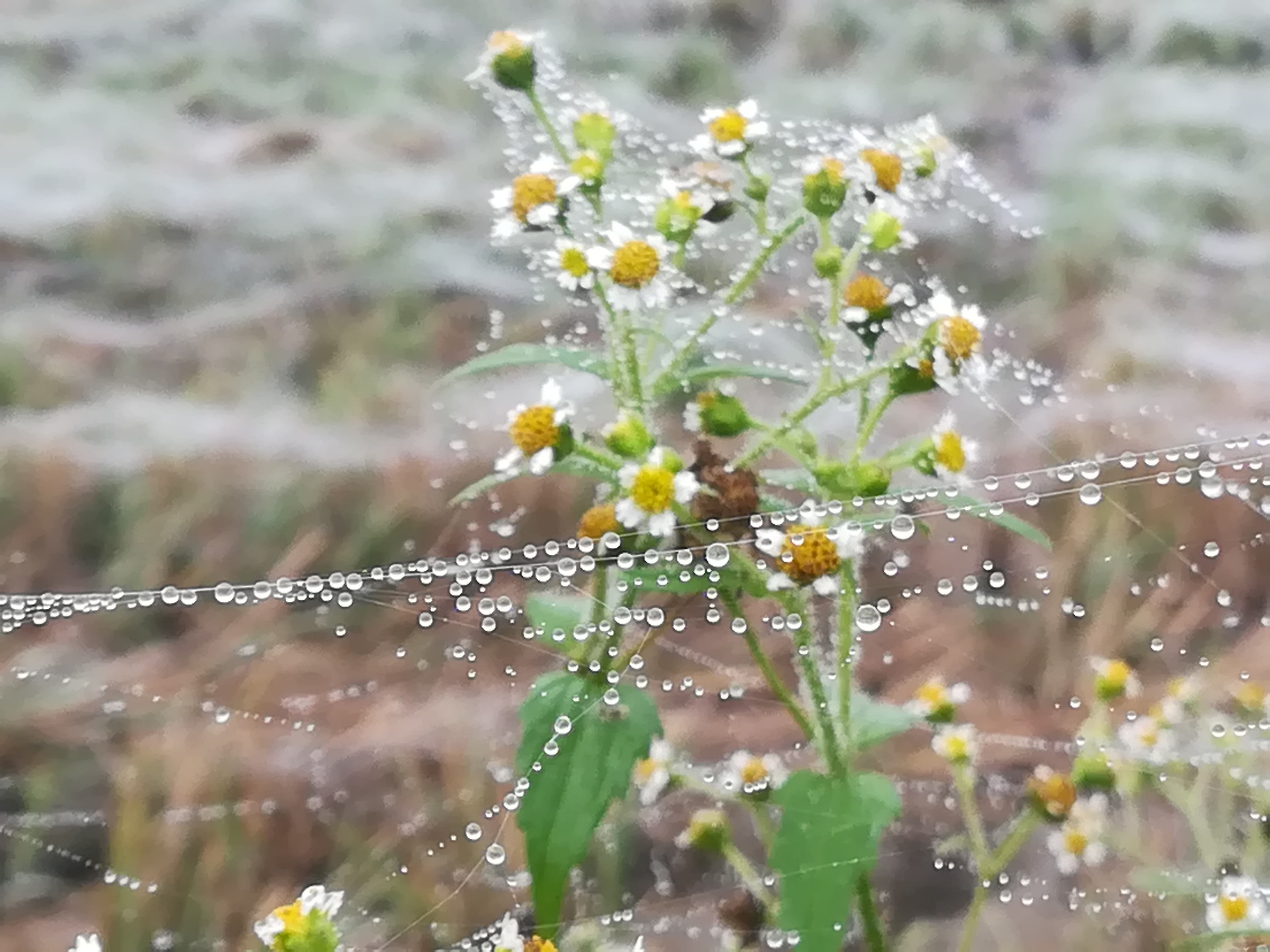 A daisy covered with cobwebs