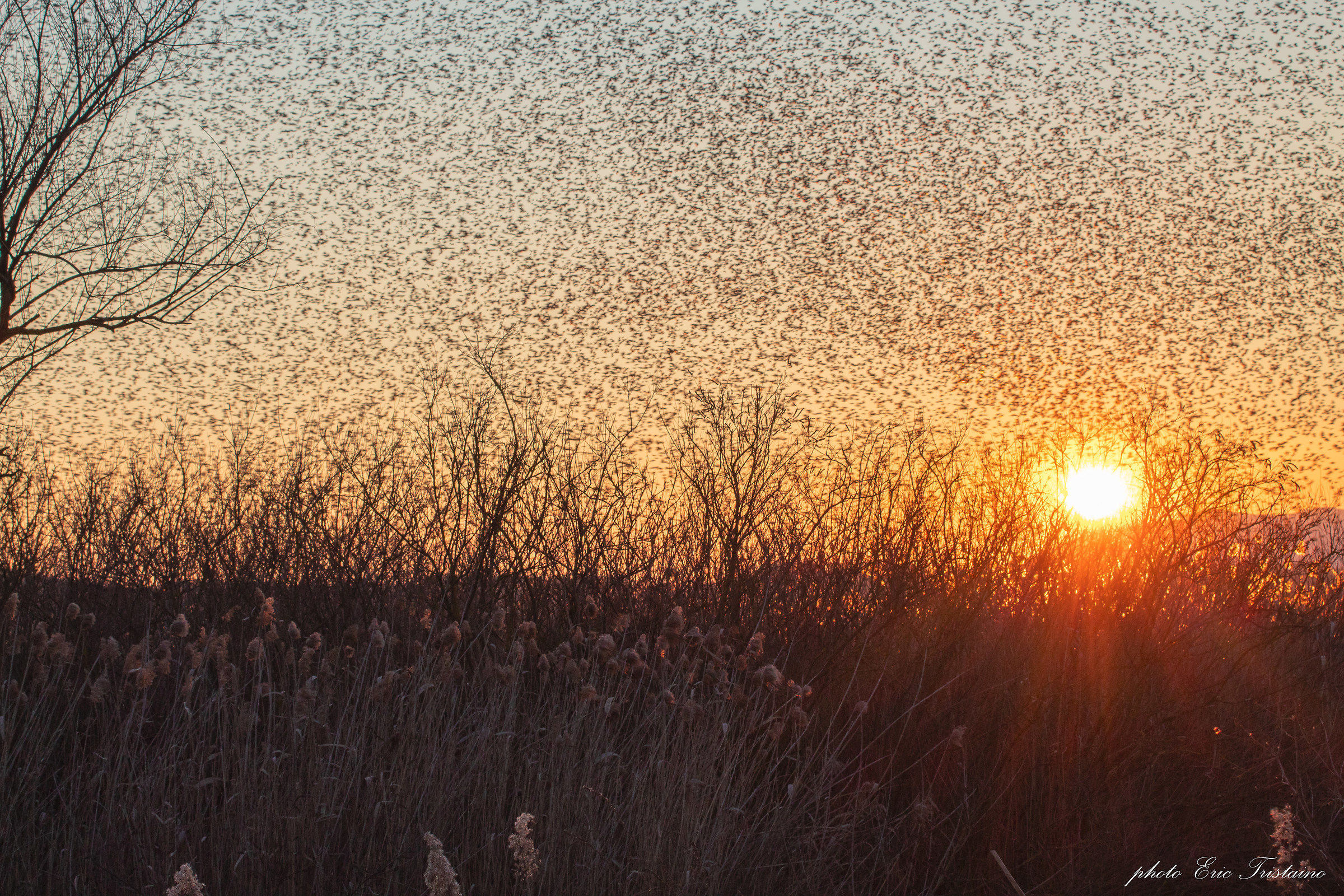 The dance of the flocks