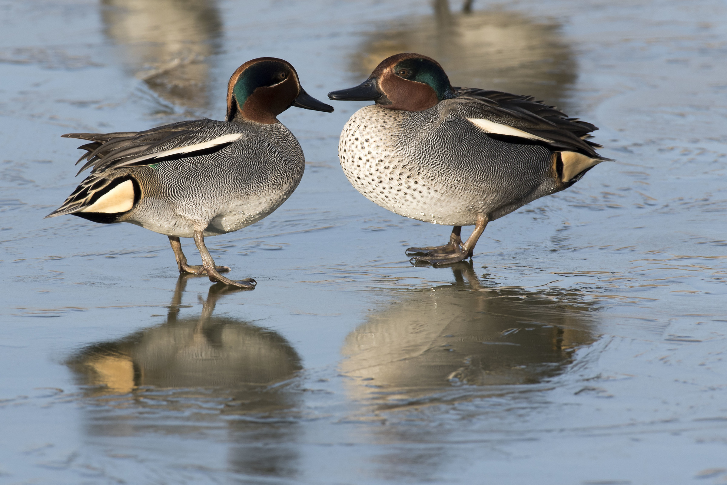 Teat in equilibrium on ice