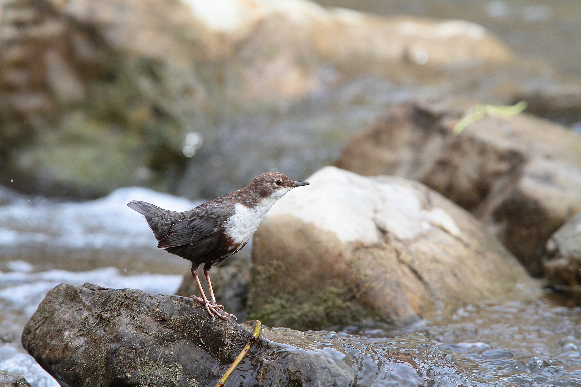 Dipper