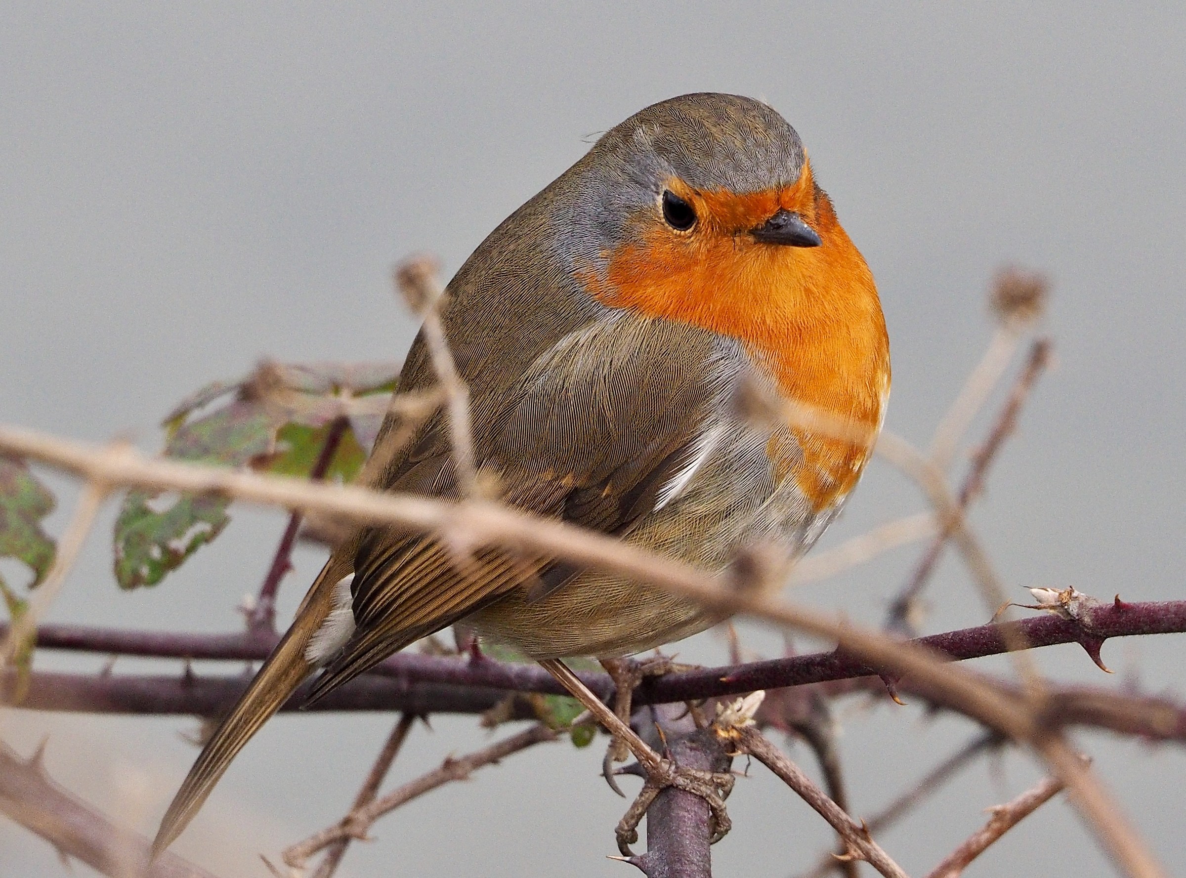 Robin portrait