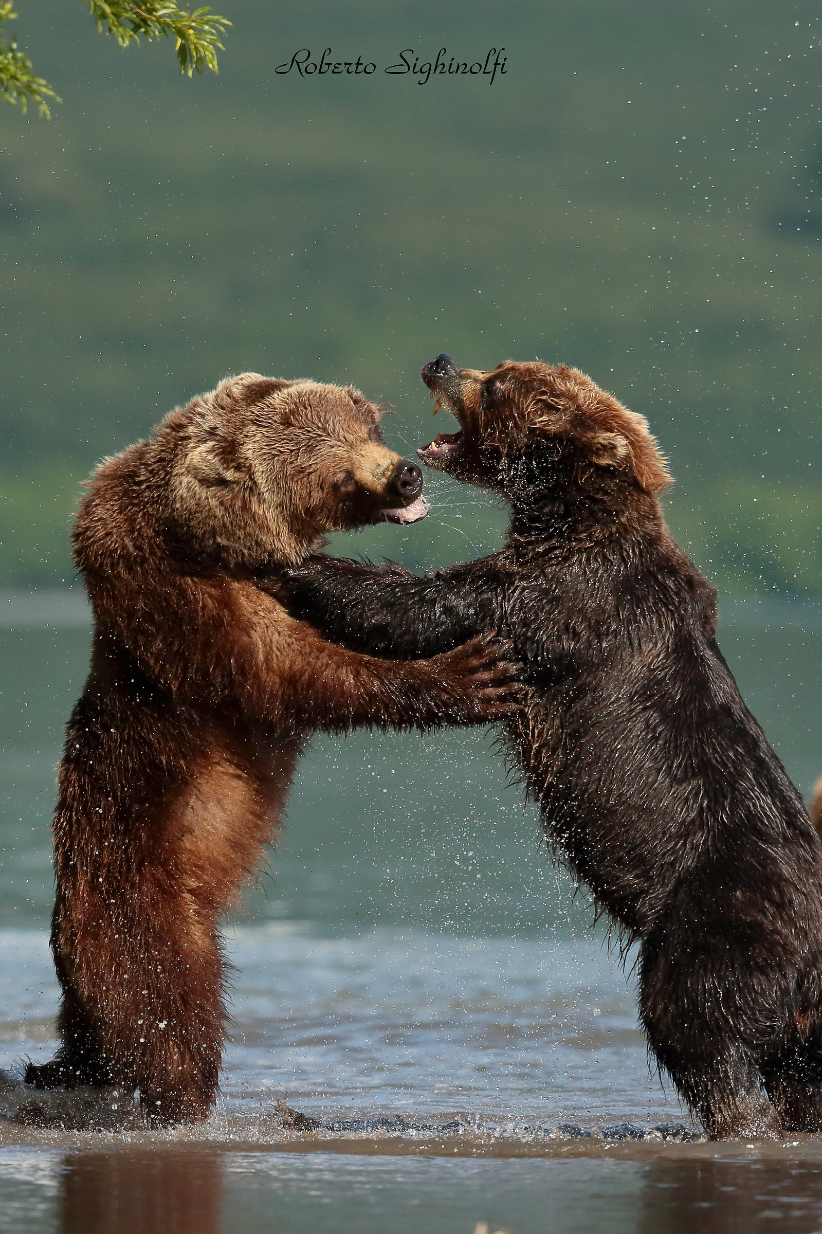 Scontro tra orsi