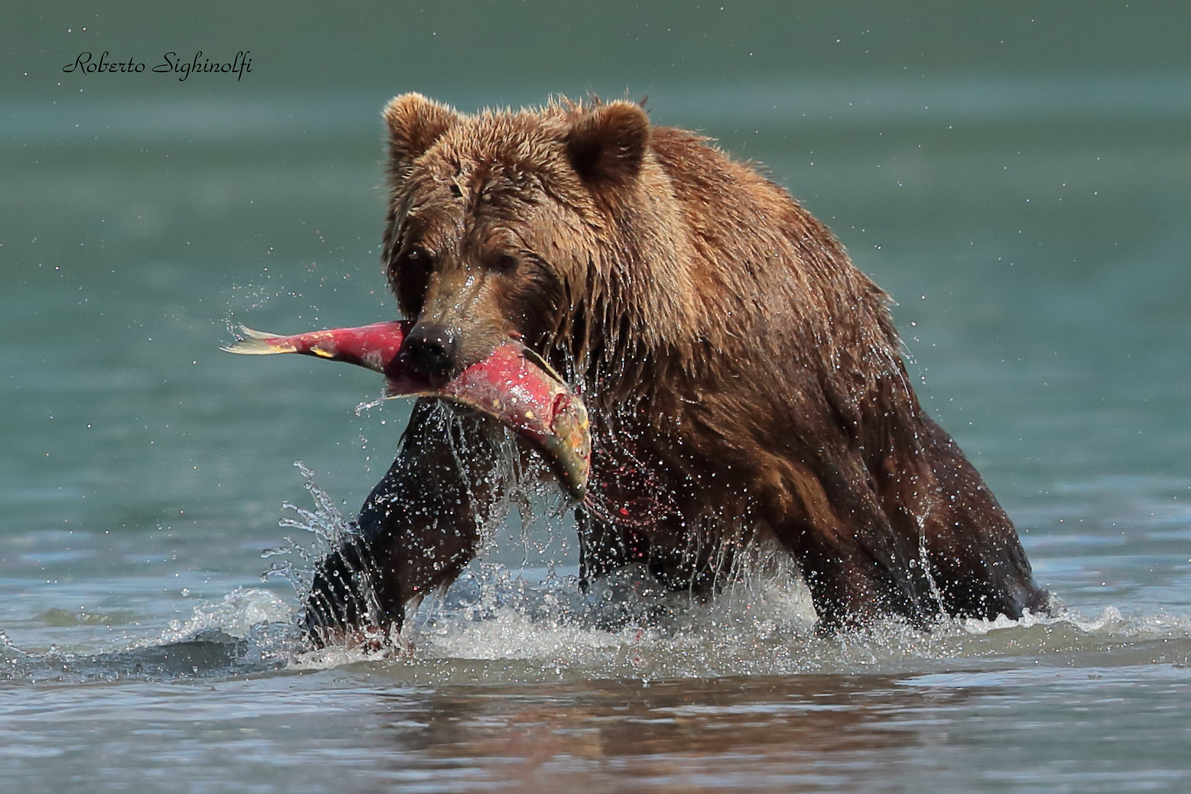 Salmone tra le fauci