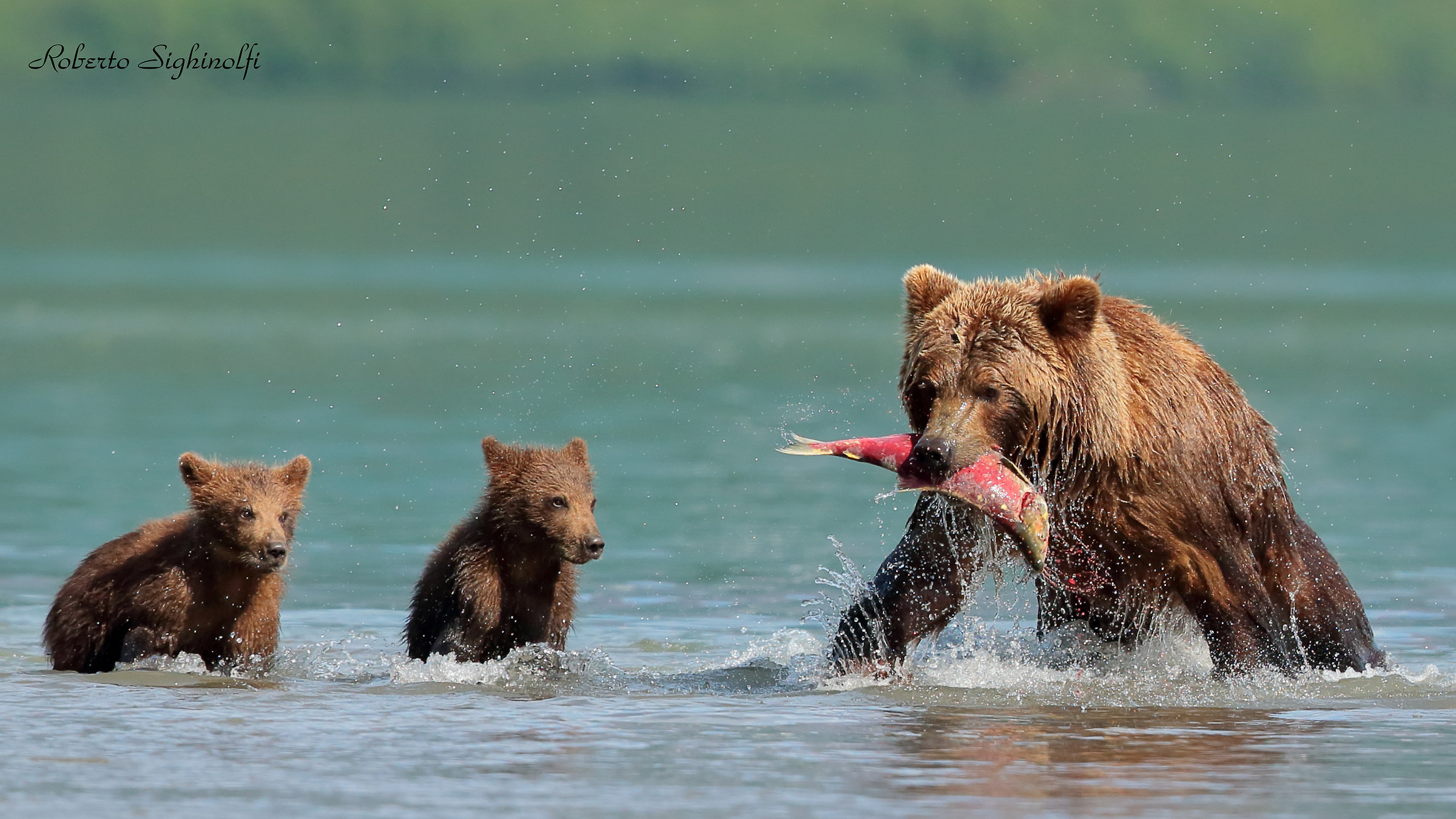 Salmone tra le fauci e cuccioli in attesa
