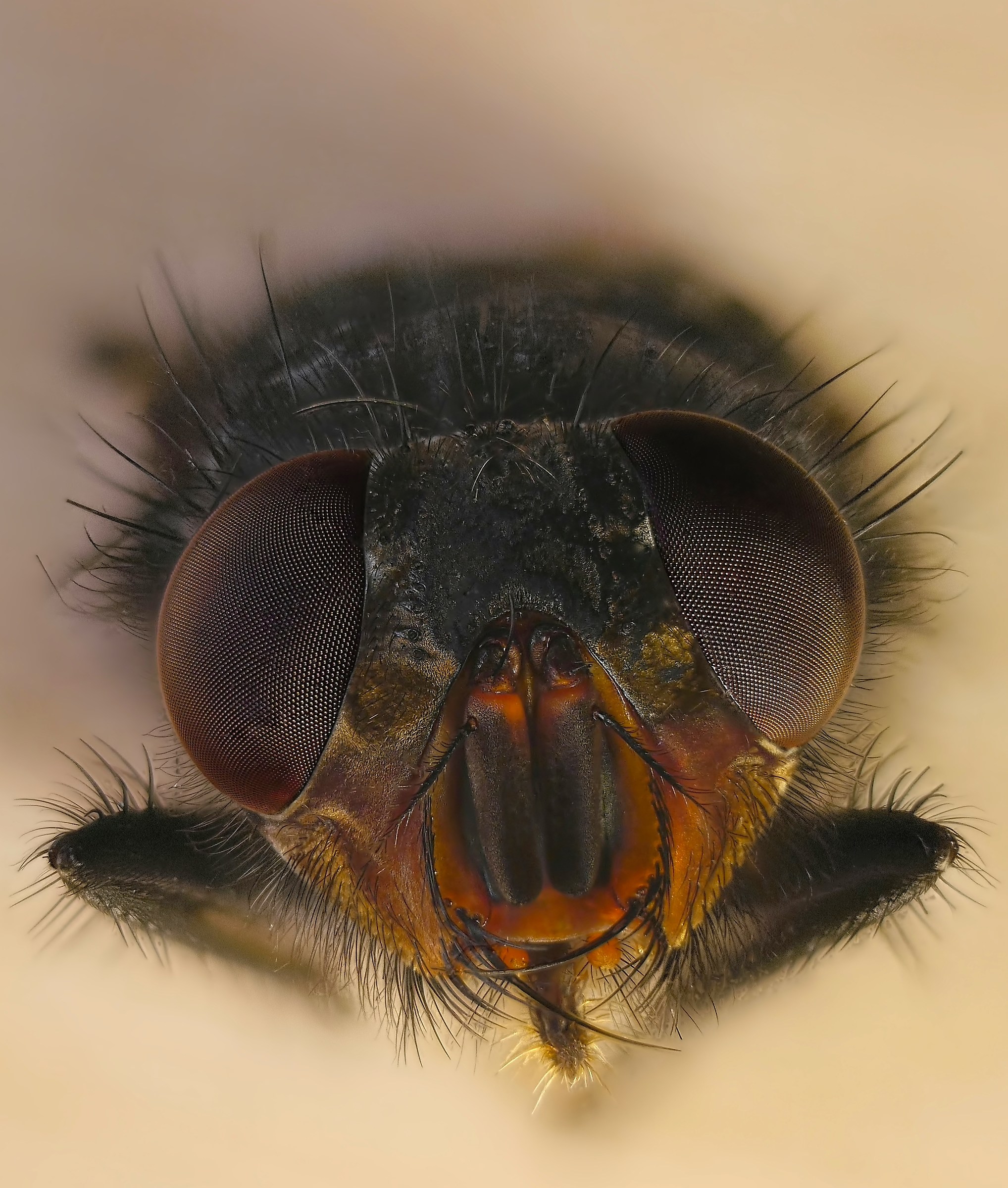 Musca domestica 2