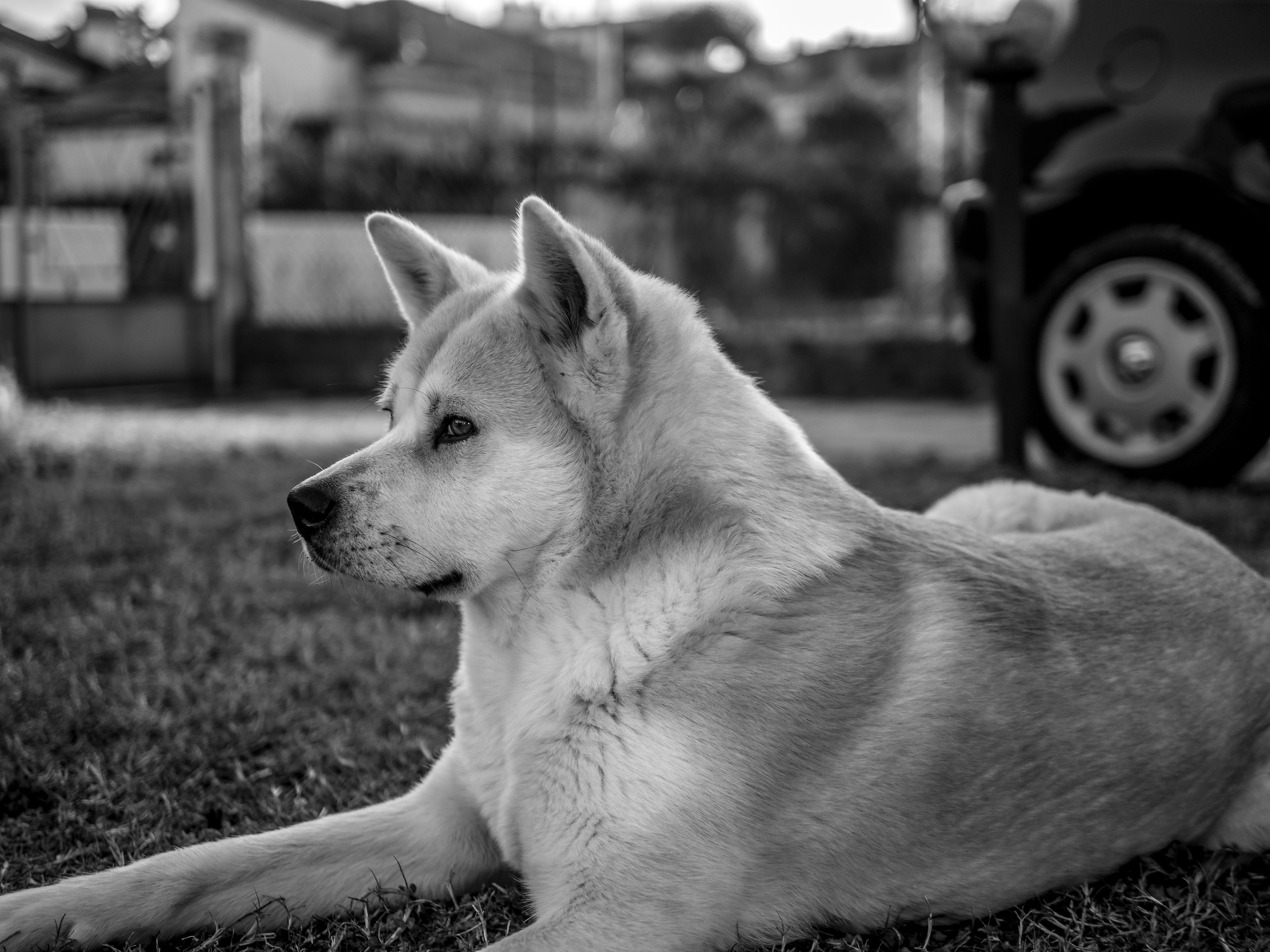 The sumptuousness of an Akita