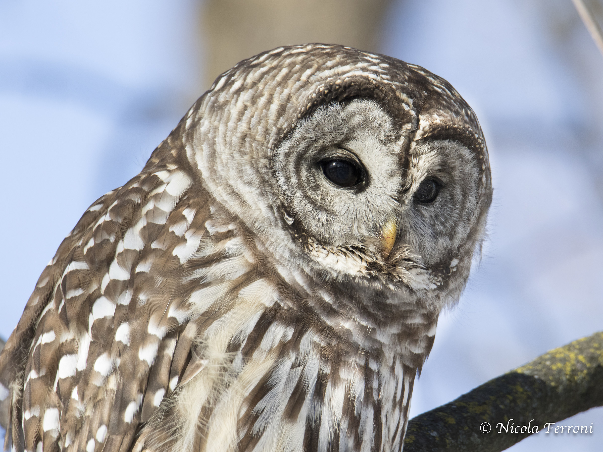 Barred Owl