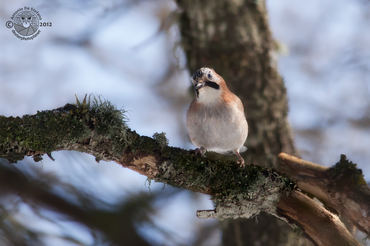 Lo spirito del bosco (Garrulus glandarius)