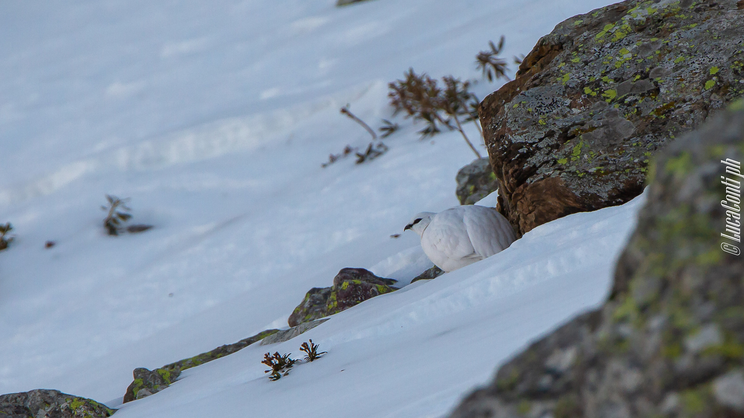 Gennaio 2019, Pernice bianca , Valsassina