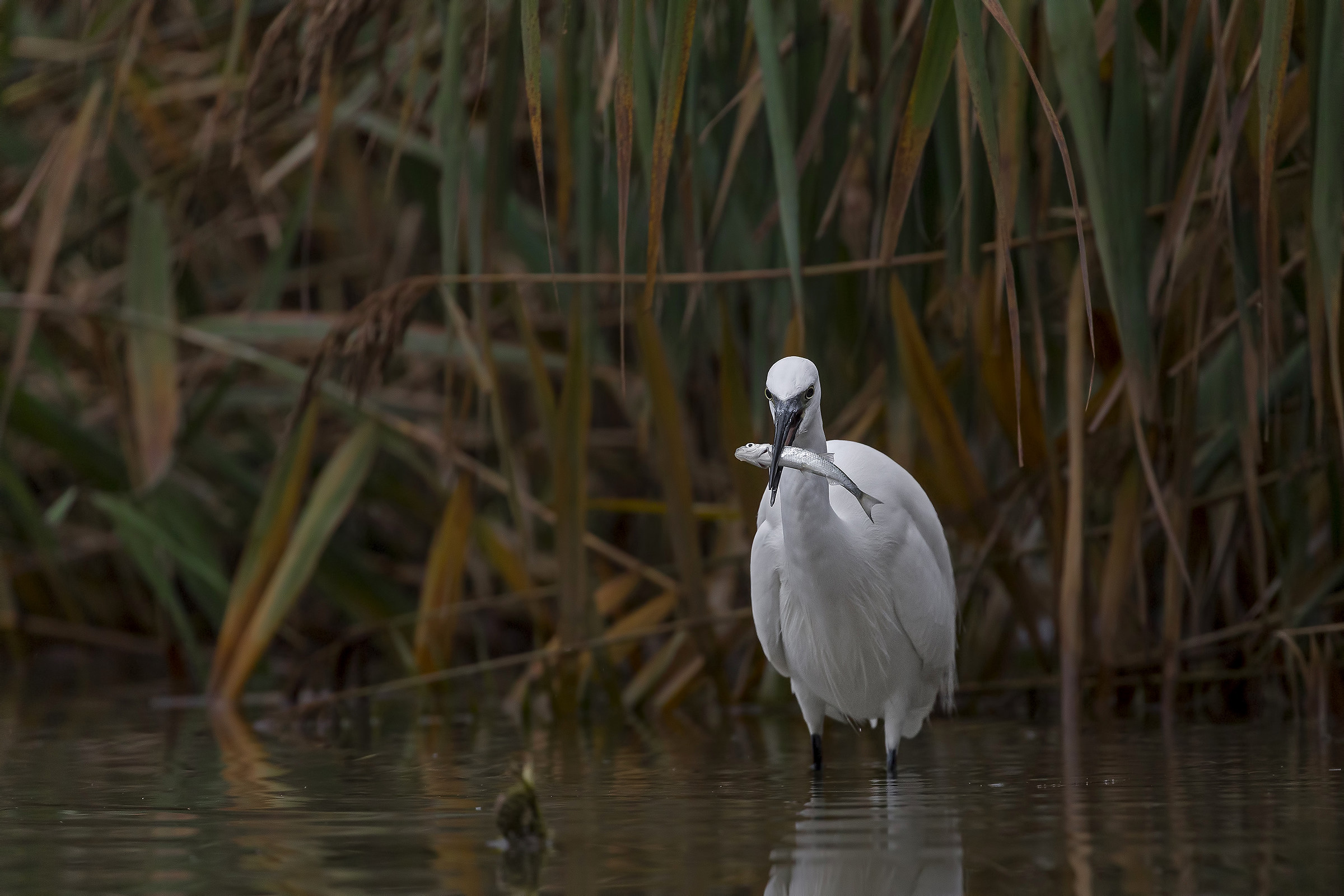 Egret