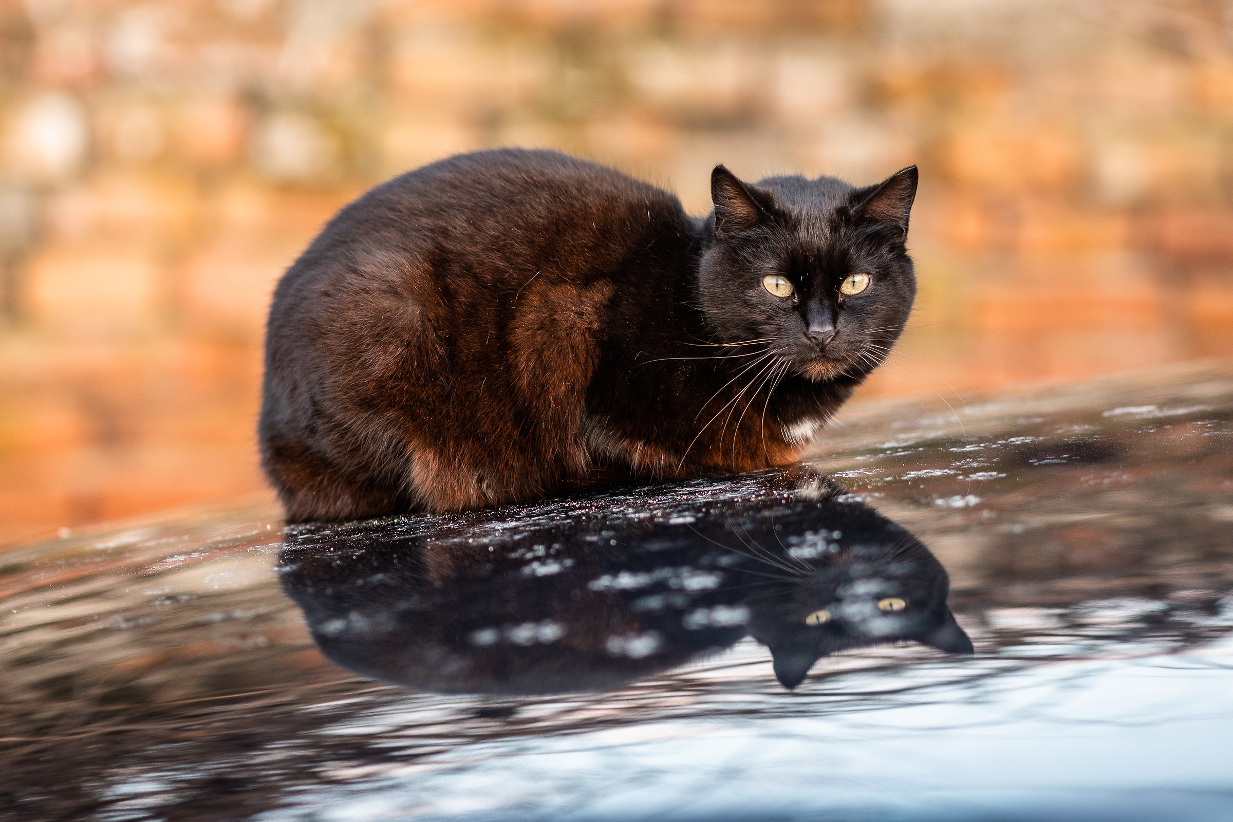 Nero the boss of the ward