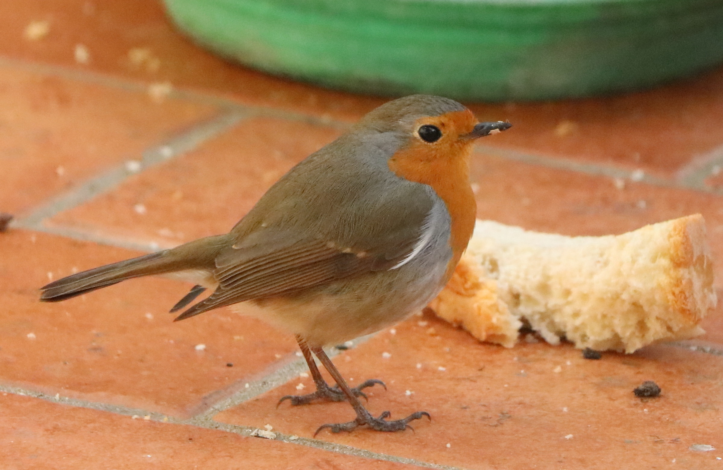Robin