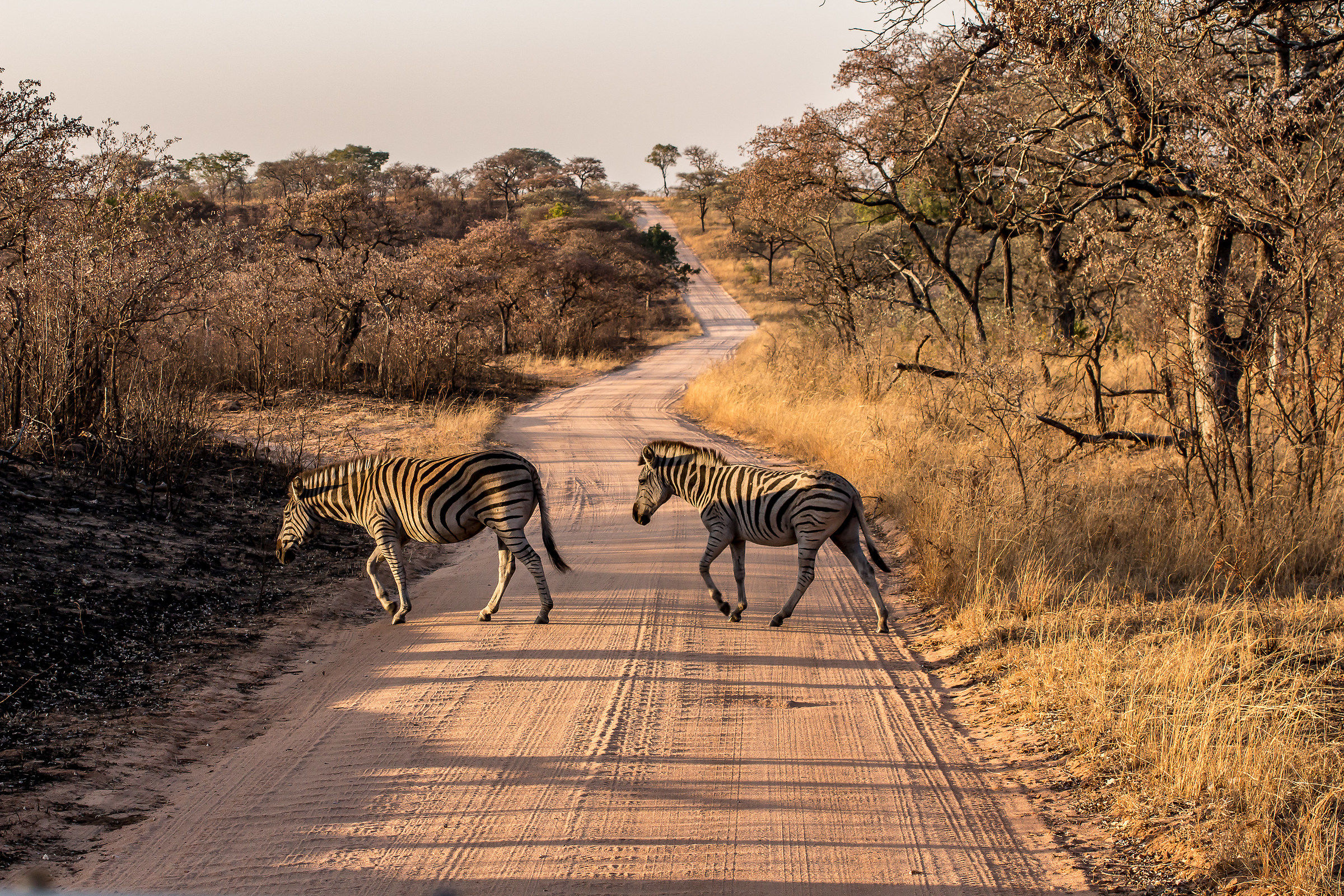 Zebras crossing