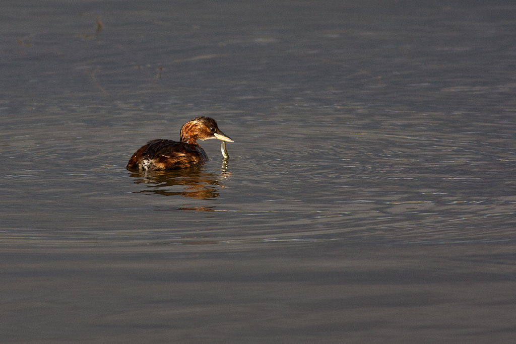 Little Grebe