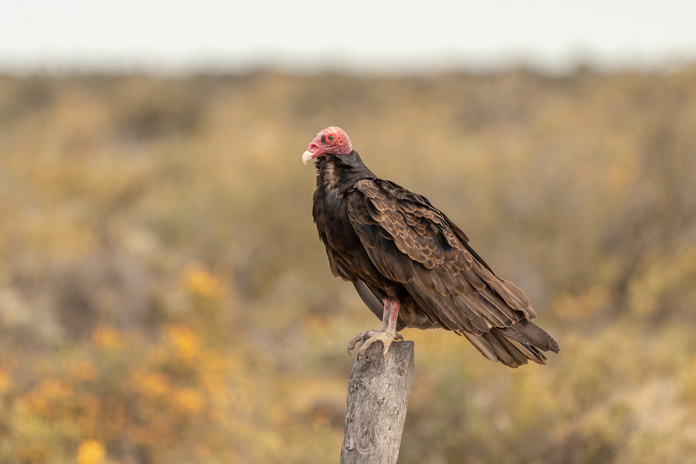 Cathartes Aura-Vulture Turkey