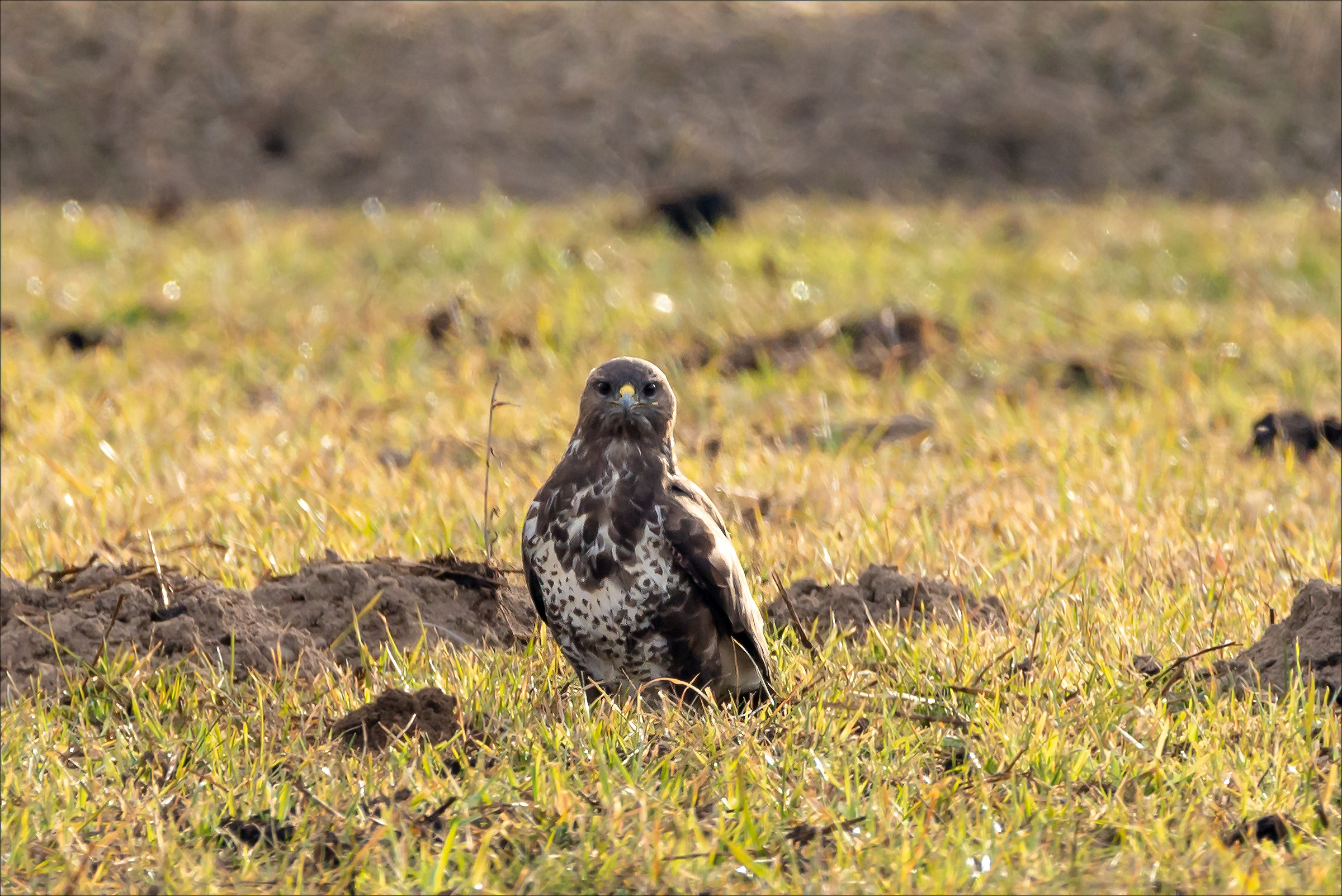 Poiana nel vercellese