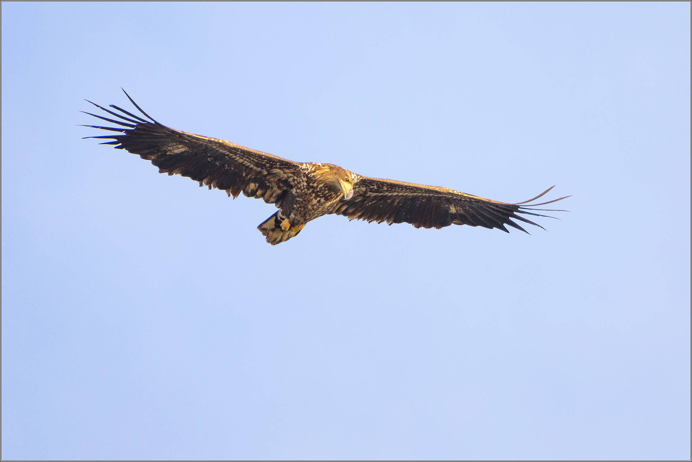 Sea eagle at the mouth of the Isonzo