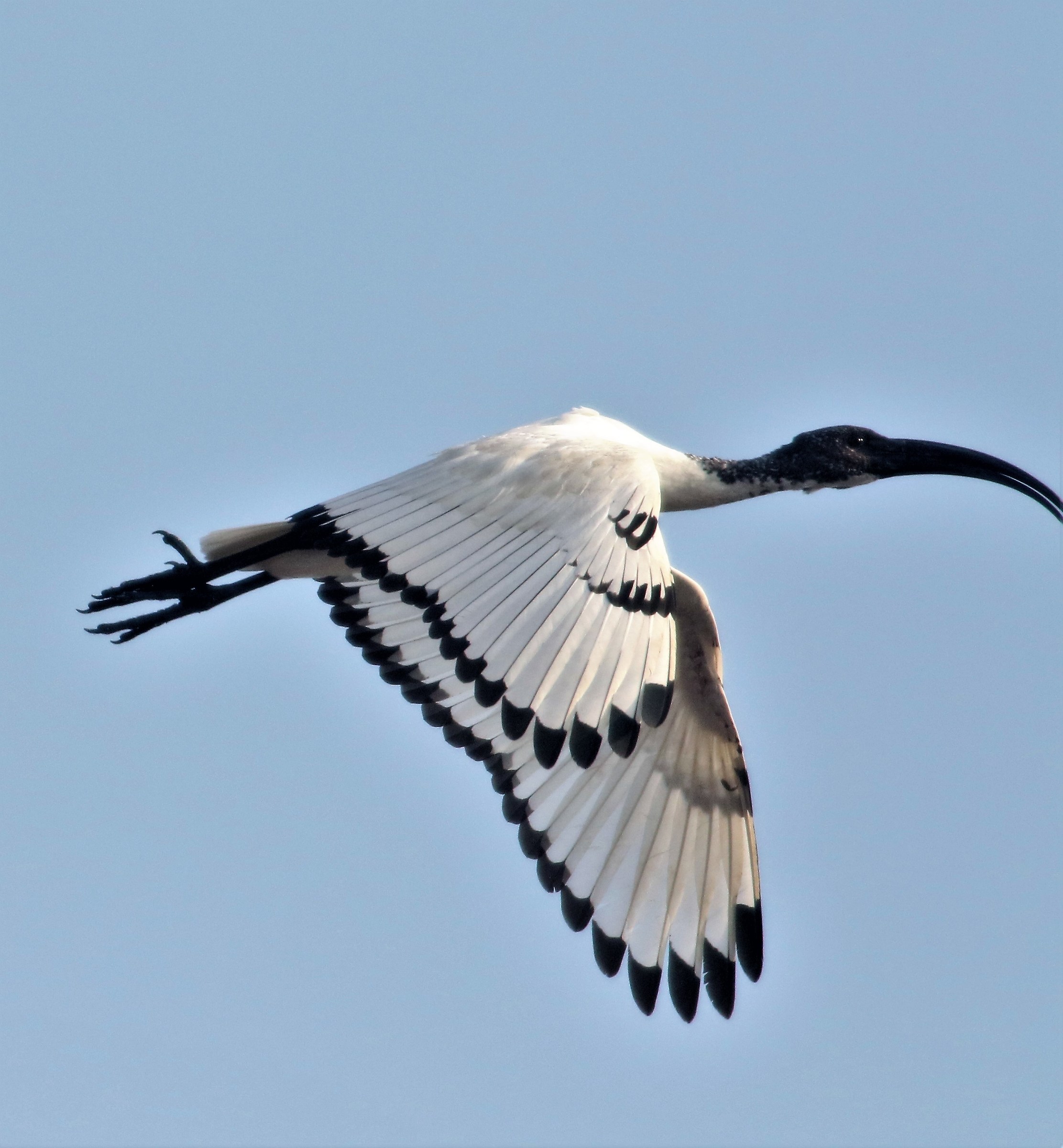 alt....u lasa foera un toc de bec