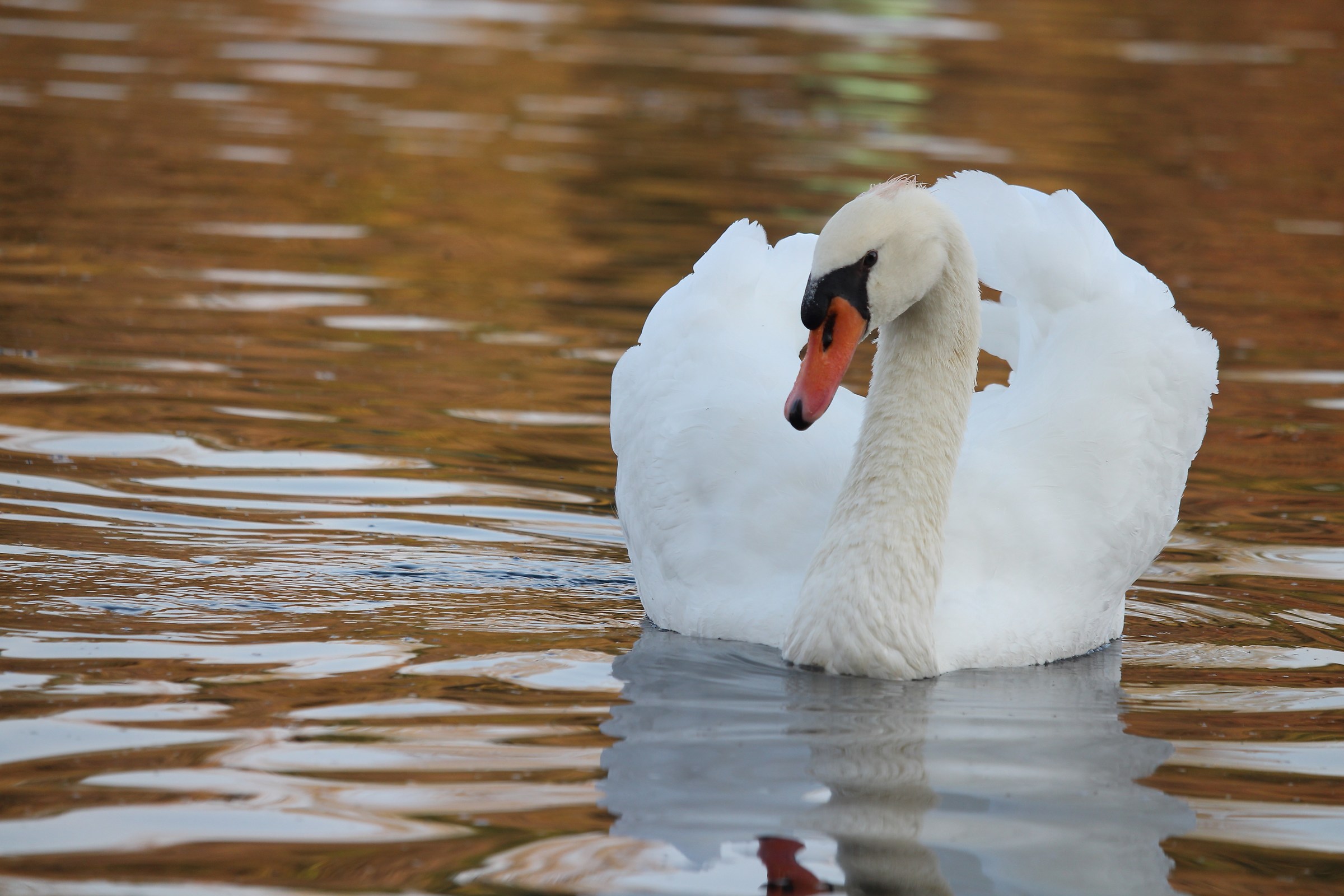 Cigno in autunno