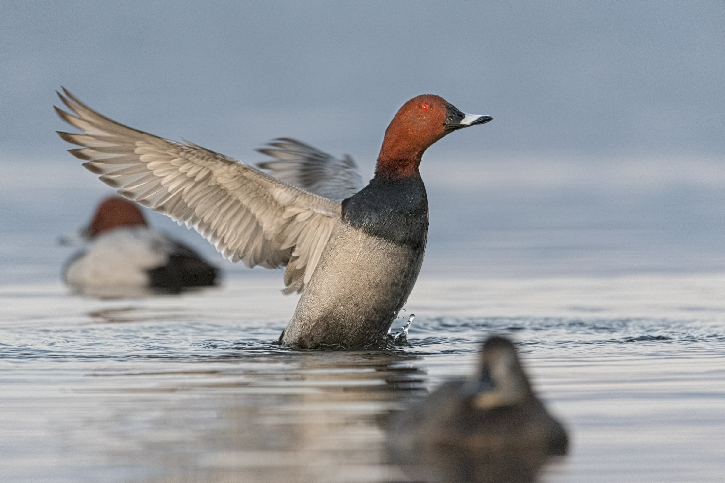 Pochard