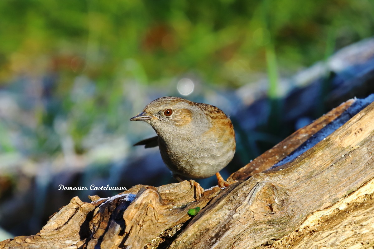 Flounder Scopaiola (Prunella modularis)