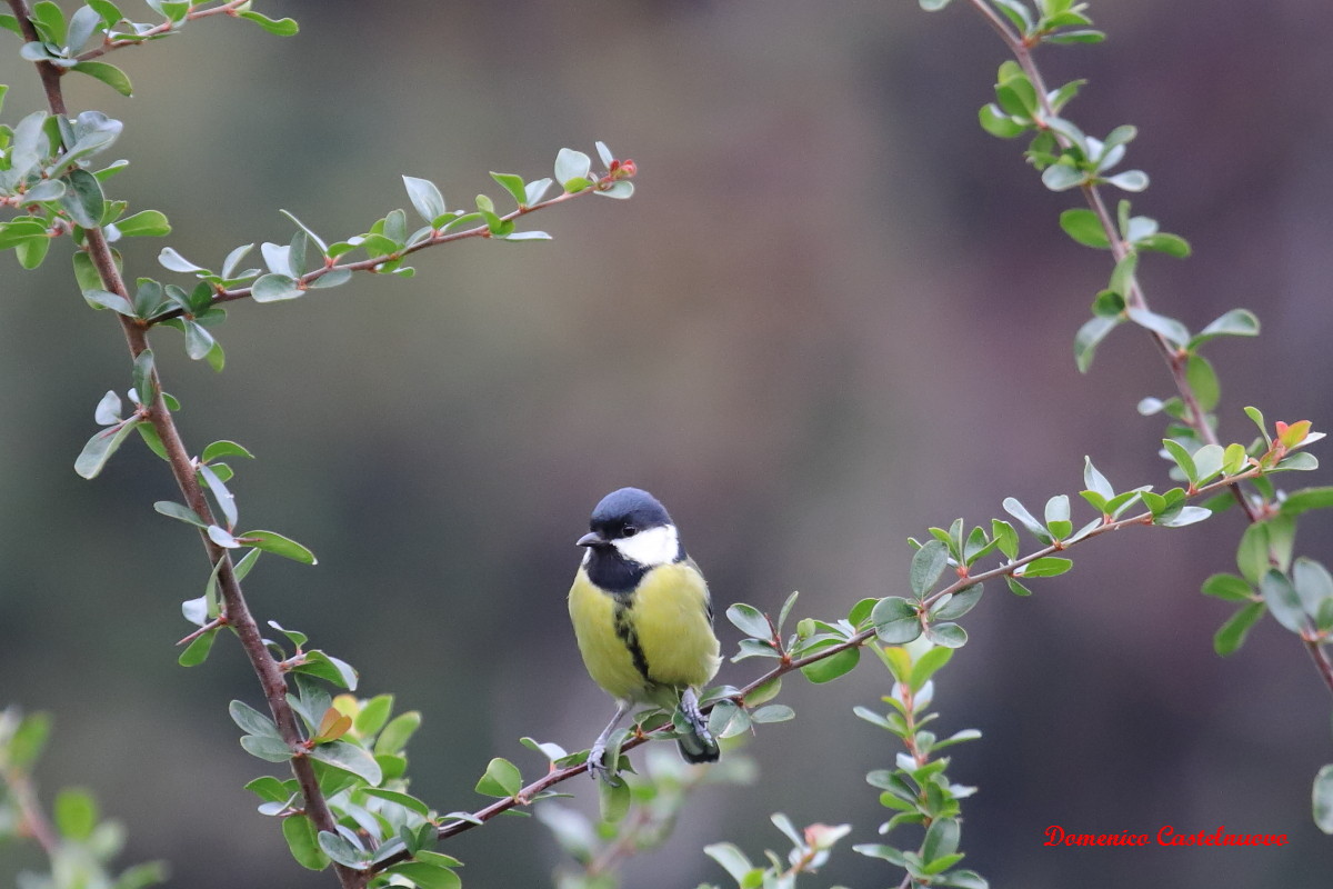 Cinciallegra (Parus major)