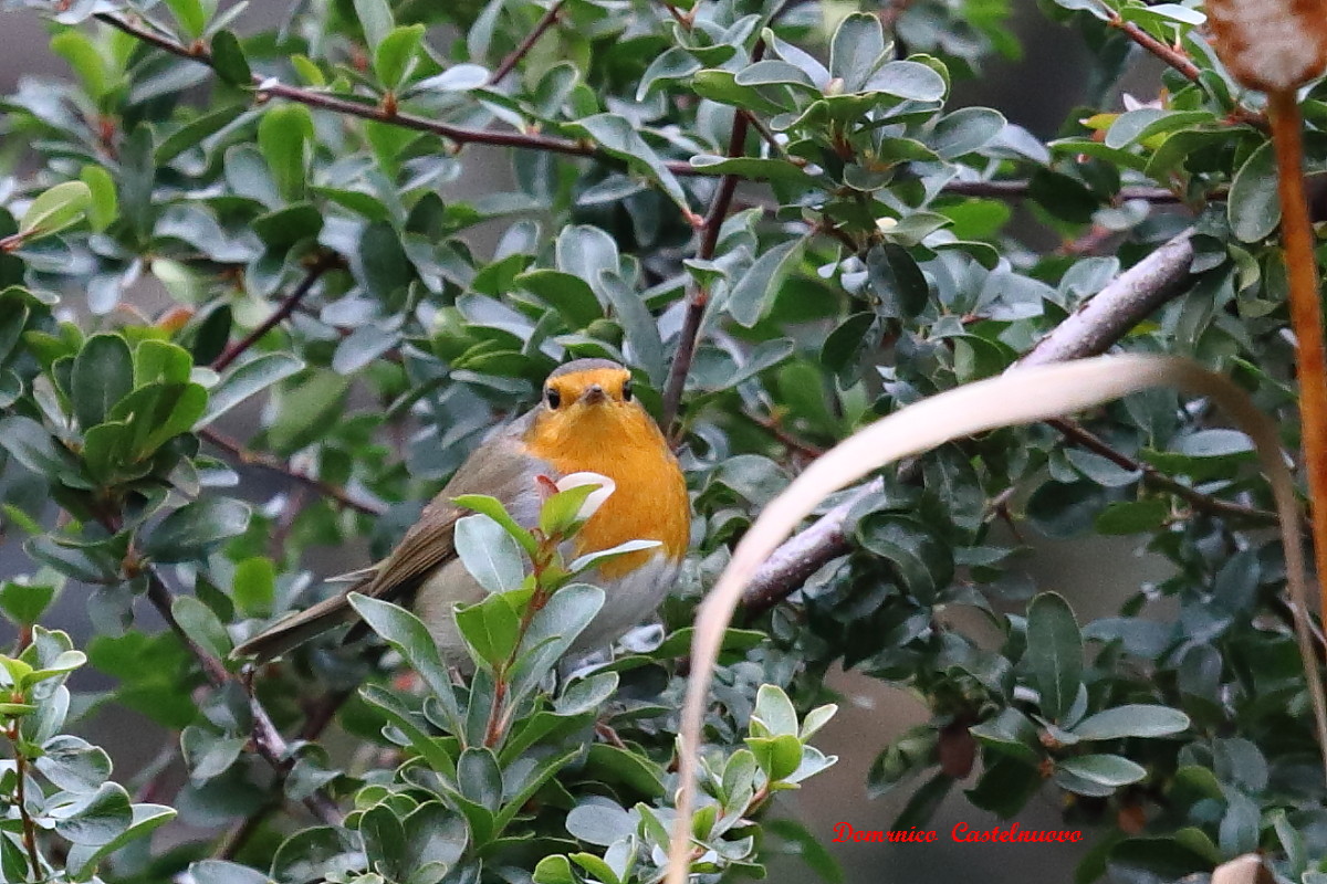 Robin (Erithacus rubecula)