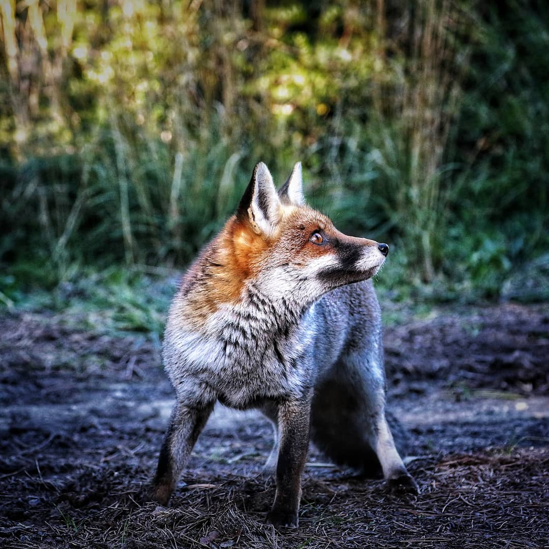 Fox