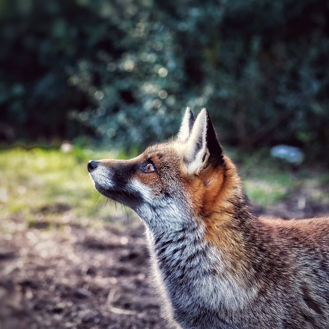 Fox