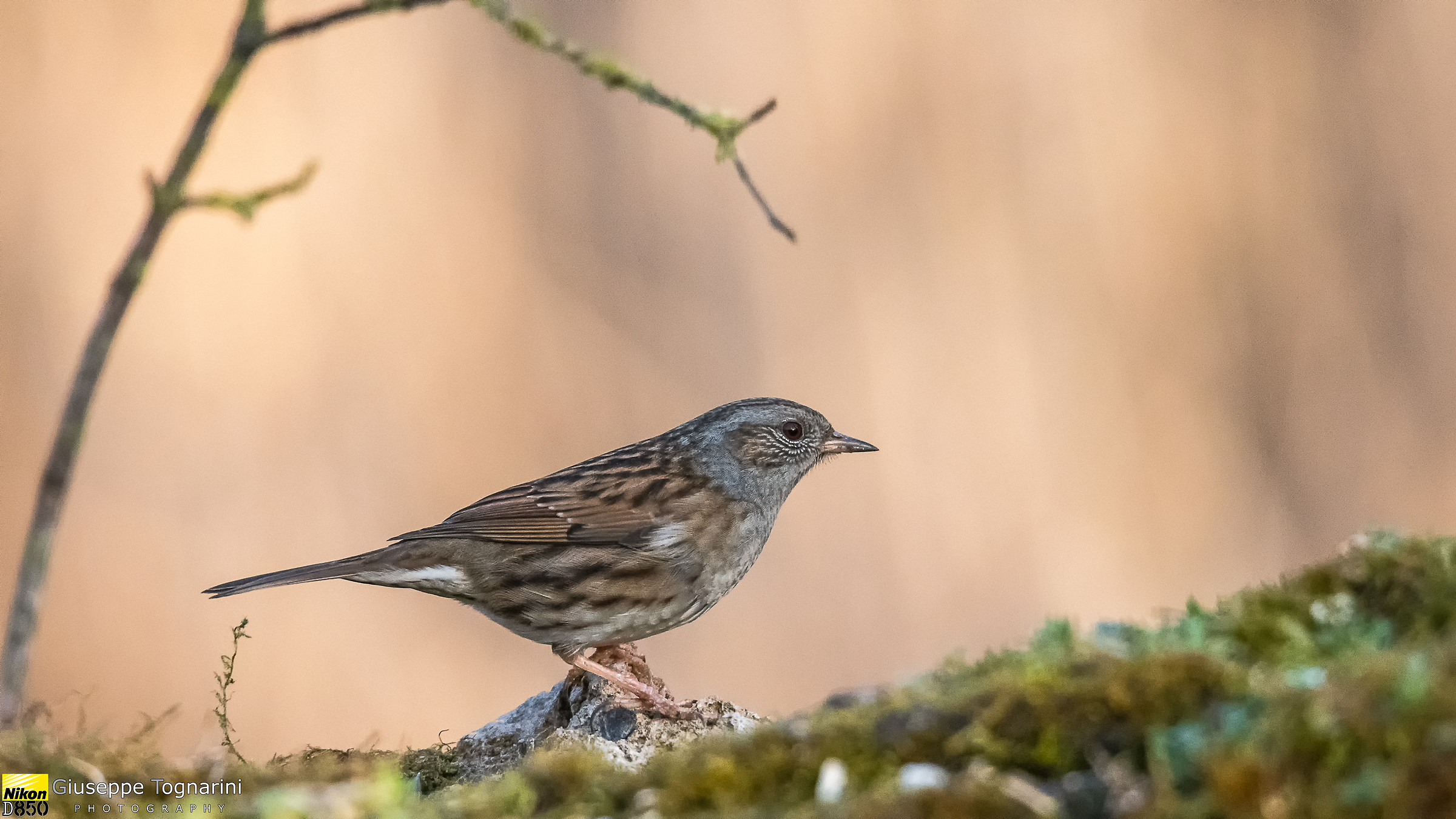 Flounder Dunnock (Prunella modularis)