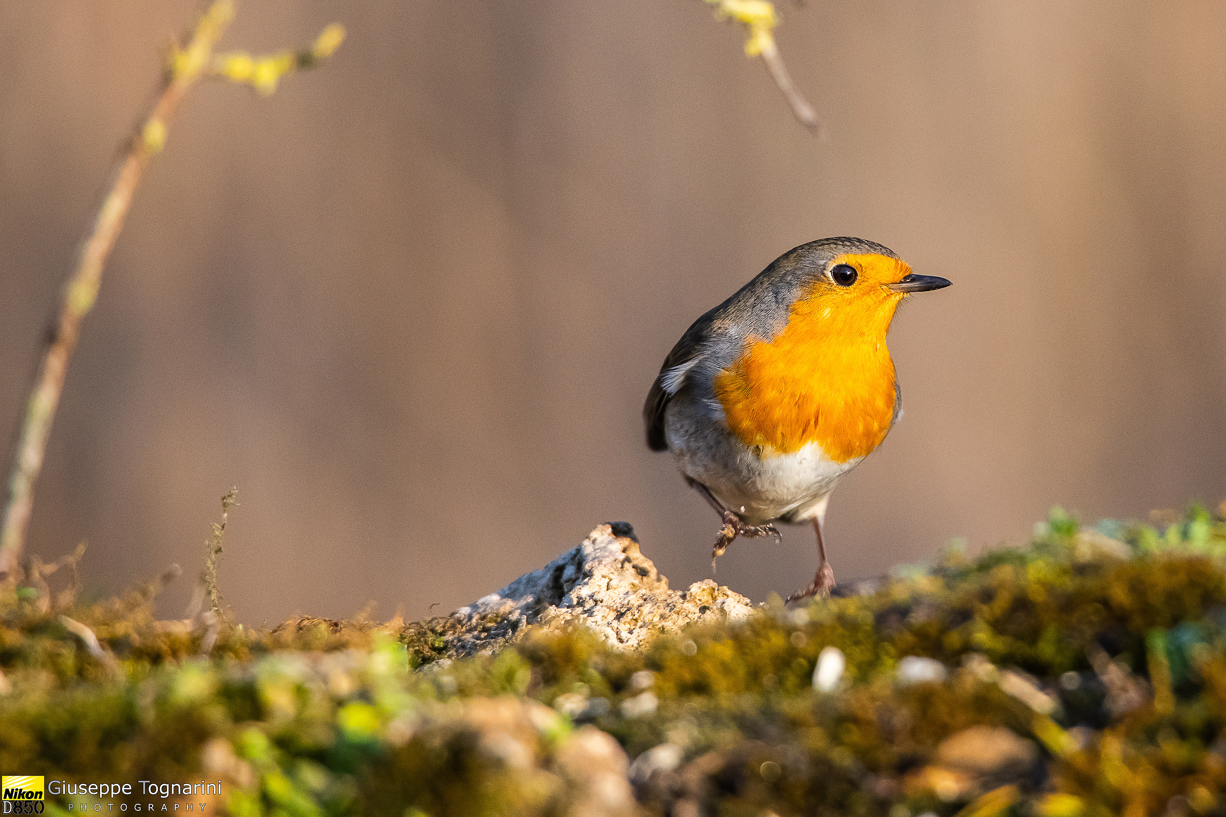 The Exhibitionist Robin